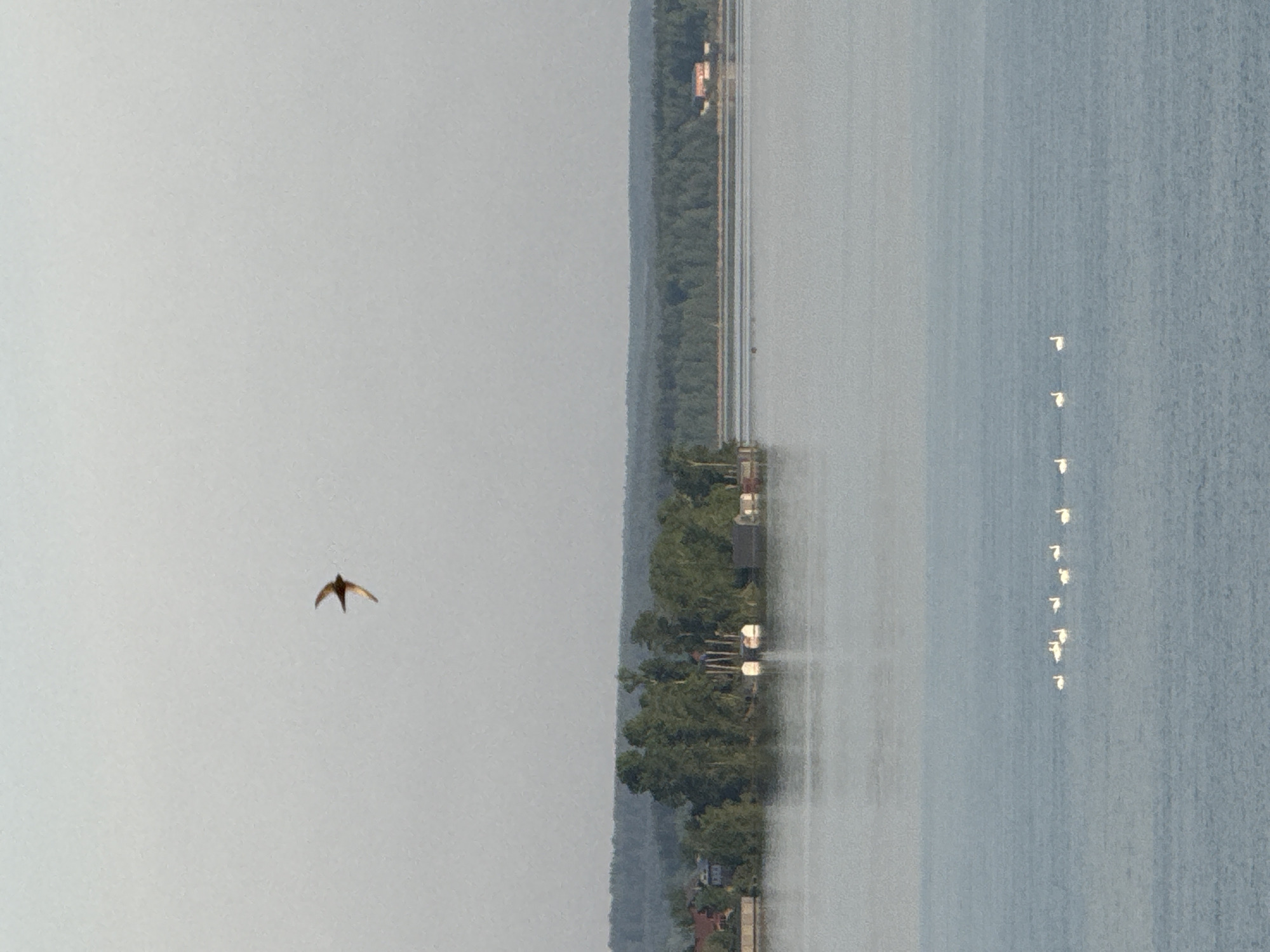 The image depicts a waterscape in Votkinsk, Russia. A brown bird flies in the gray sky on the left side. Along the right side, a large body of water with calm, light gray surface stretches out. Along the shore, a thick green forest line runs along the water's edge, dotted with structures that are likely houses or buildings with light-colored rooftops. White reflection points on the water indicate a line of objects in the water. A railway line runs parallel to the shore through the forest. The sky is uniformly gray, suggesting an overcast or hazy day.