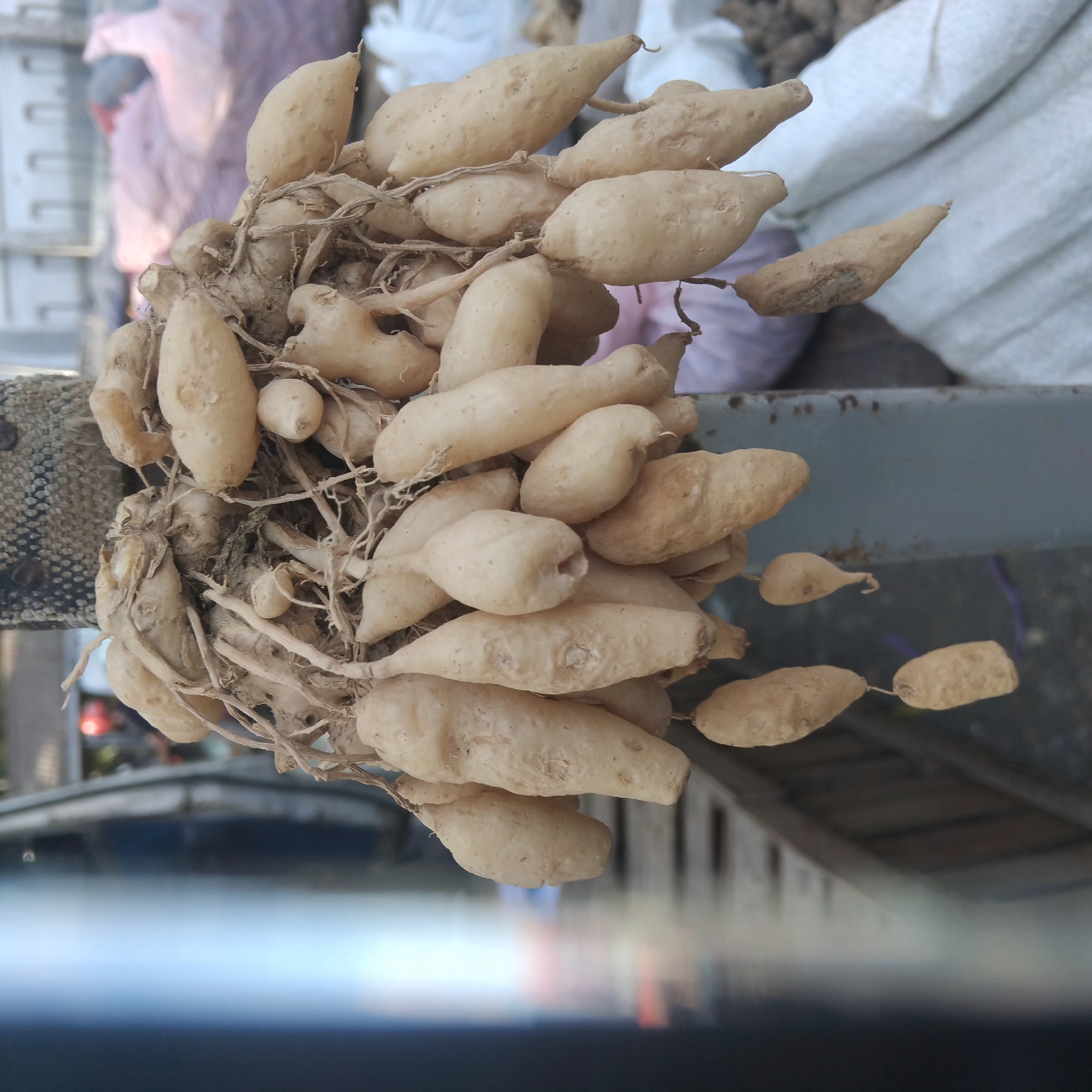 The image shows a close-up of a bundle of raw ginger roots hanging from a support structure. The ginger roots are light brown and vary in size and shape, with some being long and slender while others are more bulbous. Thin, dry roots and stems are visible, attaching the ginger to the main cluster and to the hanging twine. The background is blurred, but appears to be an outdoor market setting. A glimpse of a vehicle, possibly a truck, is visible on the left side of the image, suggesting the location might be a loading or unloading area. In the background, there are hints of white and pink bags, common at markets, and a building with arched windows. A person wearing a red helmet can be faintly seen in the distance. The overall impression is of fresh produce being displayed or prepared for sale. The scene is consistent with a market in Pelaihari, Indonesia, where such root vegetables are commonly sold.