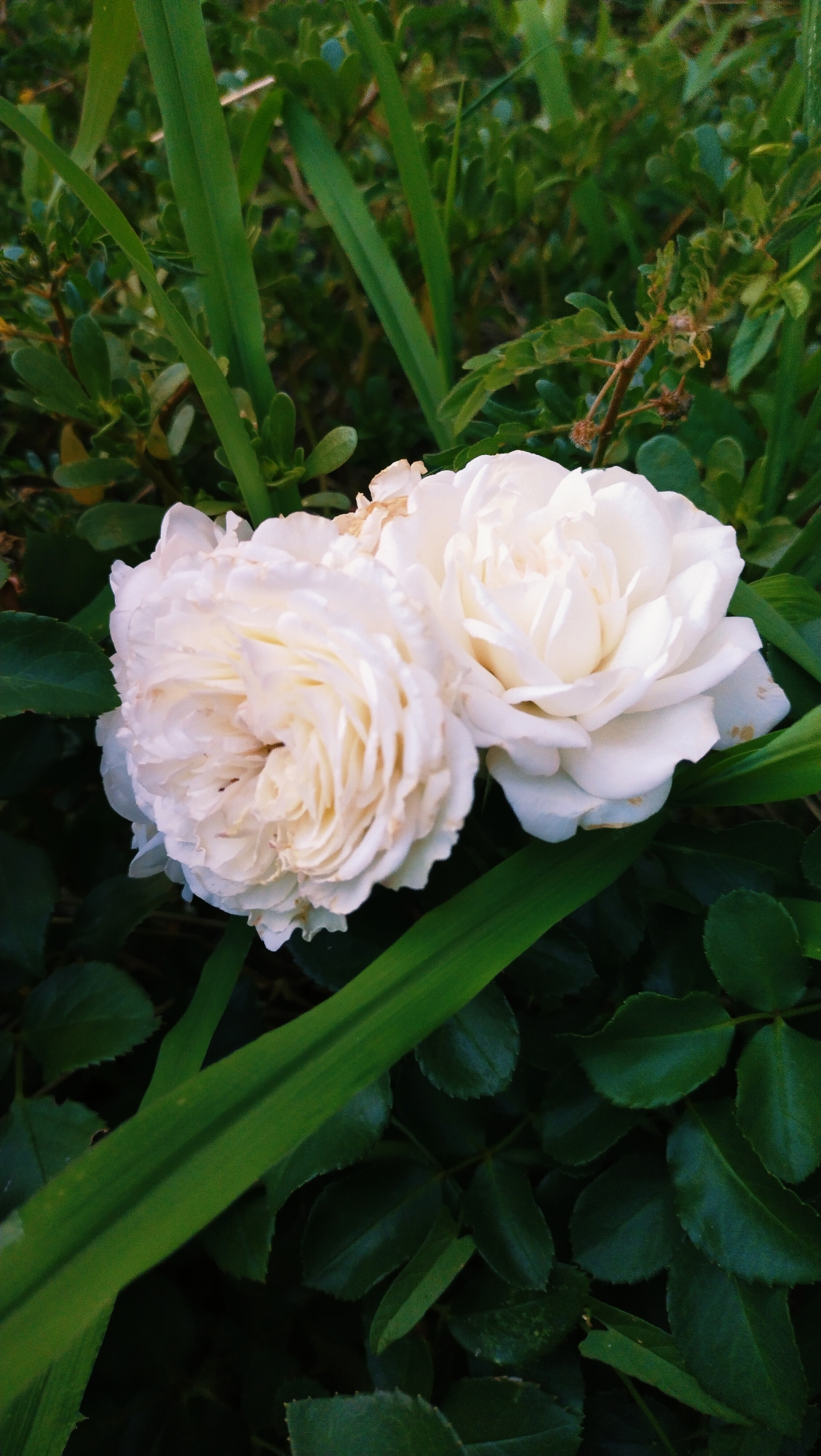 Two white roses bloom amidst lush green foliage. The roses are fully open, revealing their layered petals. The background consists of various green leaves and stems, with some parts blurred, suggesting a natural garden setting. The lighting is soft, creating a gentle contrast between the white flowers and the dark green leaves. The image appears to be taken outdoors, possibly in a garden or park. There are no people or specific landmarks to indicate a precise location within Horishni Plavni, Ukraine, beyond the general natural environment.