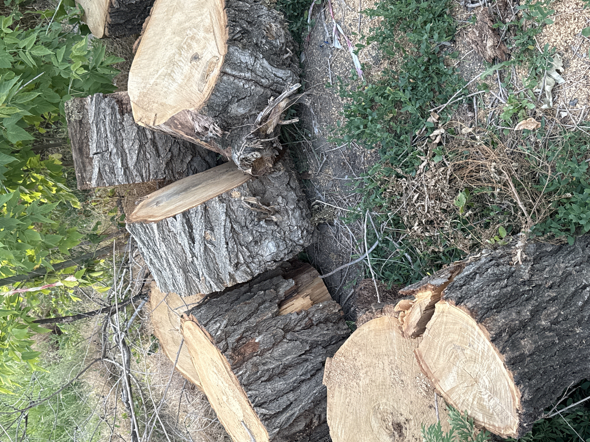 A pile of freshly cut tree stumps is visible in a wooded area, surrounded by green foliage and dry brush. The stumps are of various sizes, with rough bark and freshly exposed wood grain. The scene appears to be outdoors, possibly in a rural or natural setting. No people are present in the image.