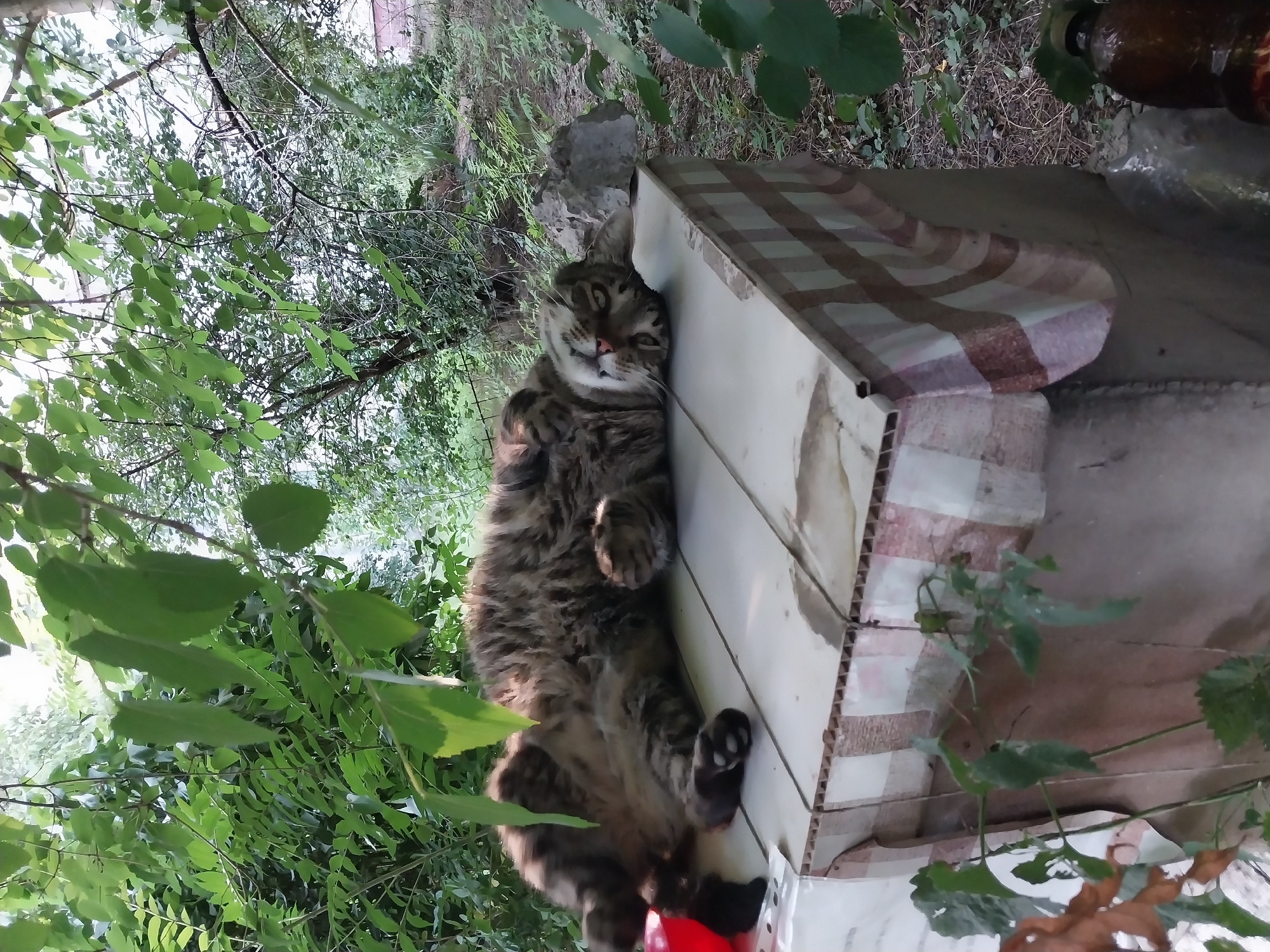 A long-haired tabby cat is lying on its back on a flat, light-colored surface. The surface appears to be a table or raised platform covered with a checkered cloth that has a pattern of white and brown stripes. The cat's belly is exposed, and its paws are in the air. Its eyes are open and it is looking upwards. The background is filled with dense green foliage, suggesting an outdoor setting, possibly a garden or park. The overall lighting indicates it is daytime. There is a red object on the left side of the frame, partially obscured. The image is taken at a slight upward angle, focusing on the cat. The environment is natural and somewhat overgrown with vegetation.