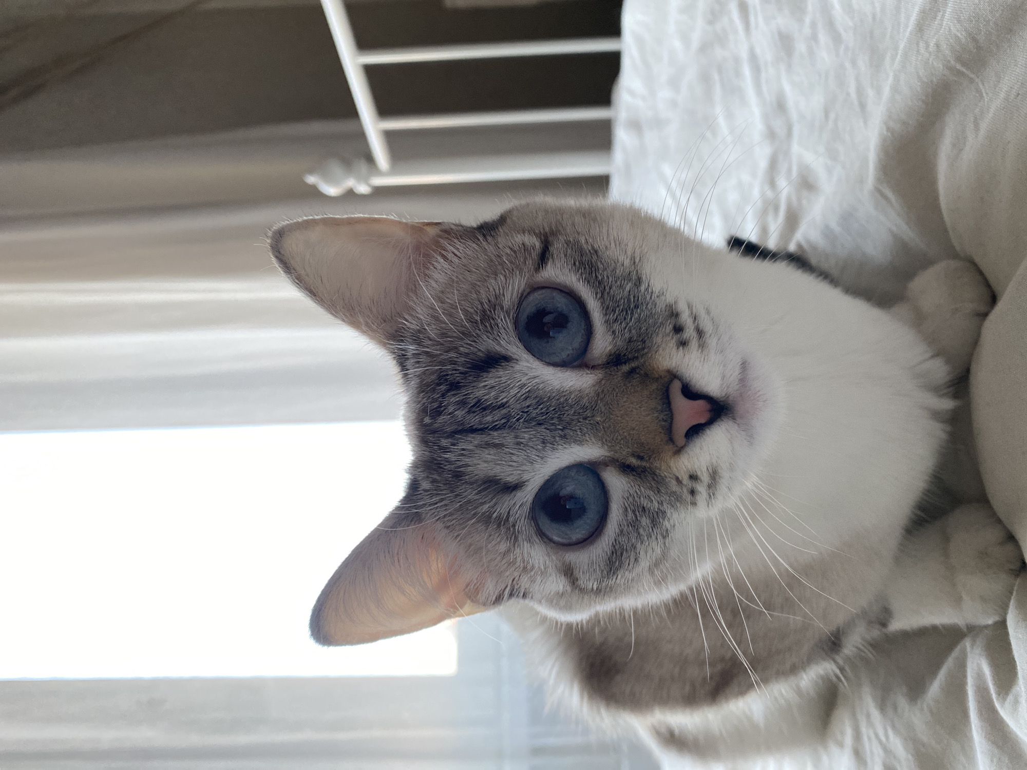 A close-up, tilted image of a light-colored cat with blue eyes looking directly at the camera. The cat has white fur around its face and neck, with grey and brown markings on its head and ears. A pink nose is visible in the center of its face. The cat is lying on a white textured surface, possibly a bed or blanket. Behind the cat, there is a bright, blurry background, possibly a window with white bars or blinds. The location cannot be determined based on the image alone and therefore no city of Yekaterinburg, Russia can be definitively identified.