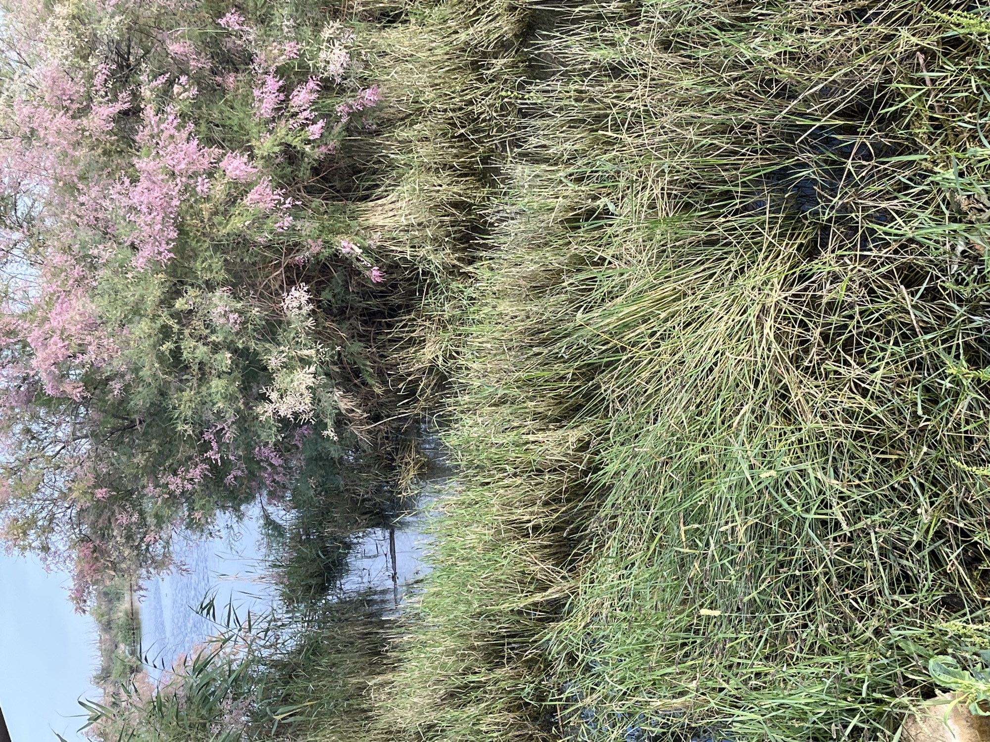 The image depicts a natural scene near the city of Krasnyye Barrikady, Russia, characterized by dense vegetation and a body of water. In the foreground, thick green and dry grass fills the frame, some of it appearing wet and partially submerged. Behind the grass, a calm body of water is visible, reflecting the sky. On the right side of the image, a large shrub or small tree with numerous delicate pink blossoms dominates the mid-ground and extends into the background. To the left of the water, tall reeds or similar aquatic plants are present. The overall environment suggests a wetland or marshy area. There are no people or animals visible in the image, and no specific actions are being depicted. The lighting suggests it might be late afternoon or early morning, with a soft, diffused light.