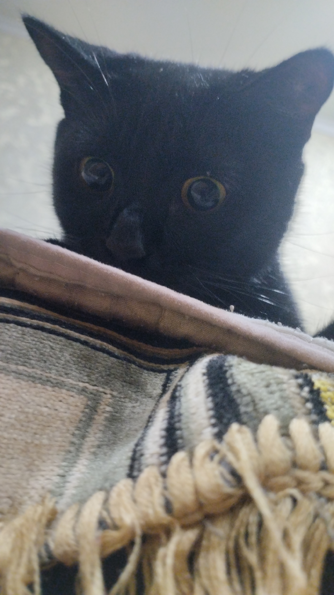 A close-up, eye-level shot shows a black cat peering over the edge of a textured blanket or throw. The cat's head and upper torso are visible, with its dark fur contrasting with its bright yellow eyes. The cat's ears are perked forward, and its nose is slightly upturned. The blanket is made of woven material with a striped pattern in shades of brown, beige, and grey, and features a fringe of lighter brown tassels along its lower edge. The background is out of focus, appearing as a light, neutral color. No specific location in the city of Semey, Kazakhstan is identifiable from the image.