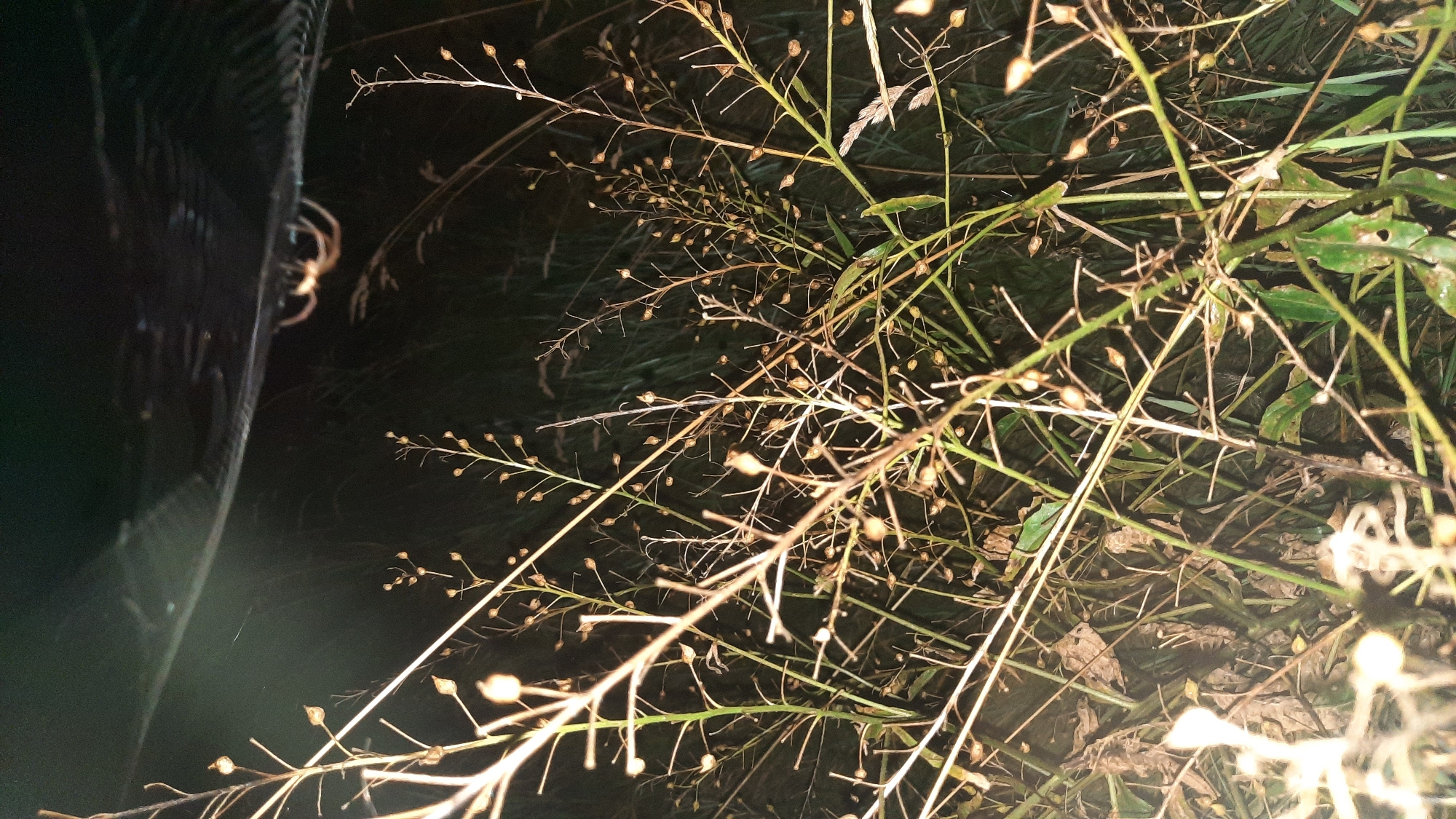 The image depicts a close-up view of dry plant stems with small seed pods against a dark background. In the upper portion of the image, a spider is suspended from a web, silhouetted against the darkness. The lighting suggests it is nighttime. The image does not contain any discernible elements that would indicate a specific location within the city of Шклоў, Belarus, or any human presence or interaction. It is a natural scene focused on the spider and vegetation.