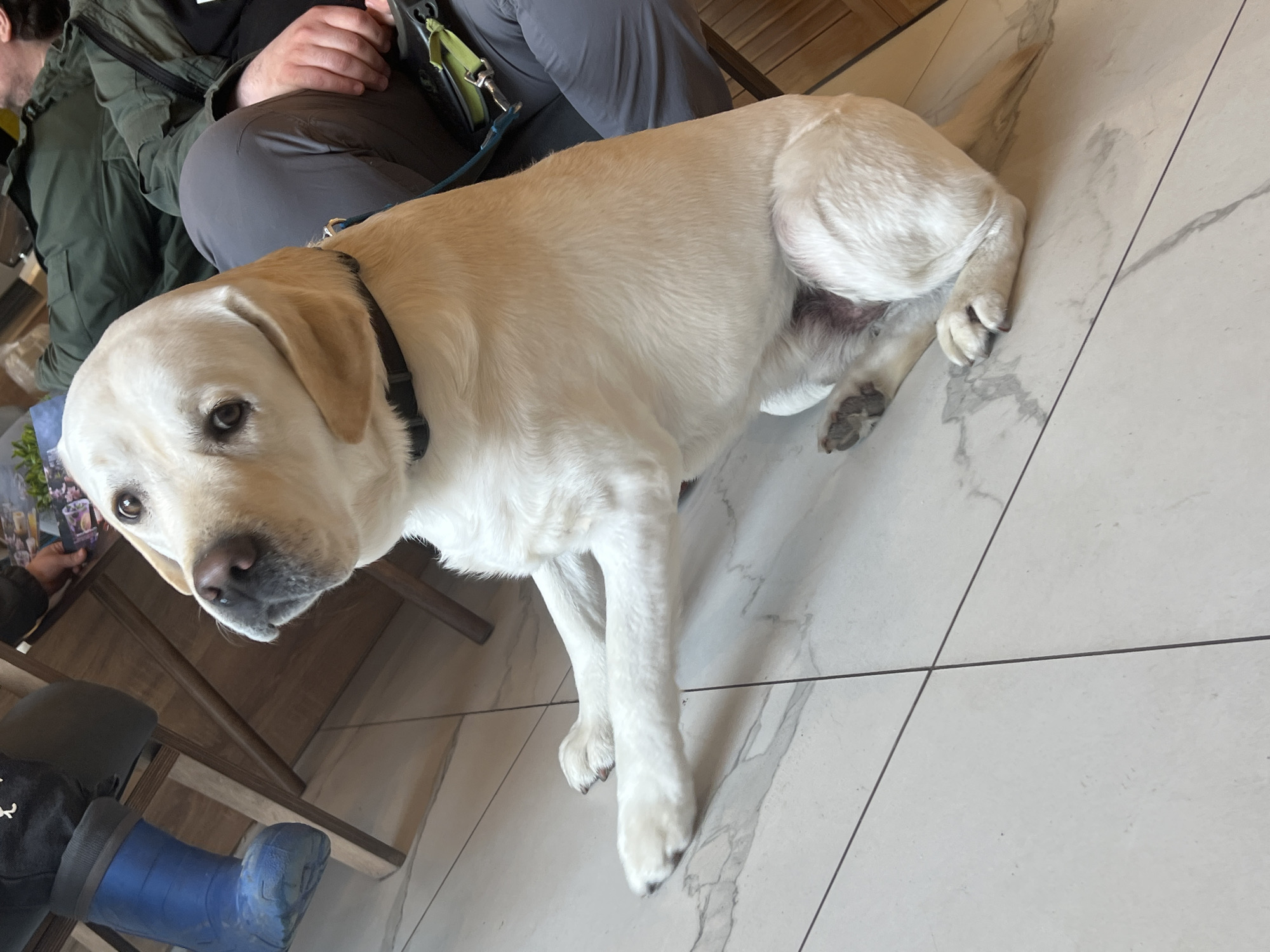 A light-colored Labrador Retriever is lying on a tiled floor, partially under a table or chairs. The dog is wearing a black collar and is attached to a leash that extends towards a person wearing grey pants and a green jacket. Another person is partially visible to the lower left, wearing a blue boot. The location is indoors, with wood paneling visible in the background. The scene appears to be in a cafe or restaurant in Mytishchi, Russia.