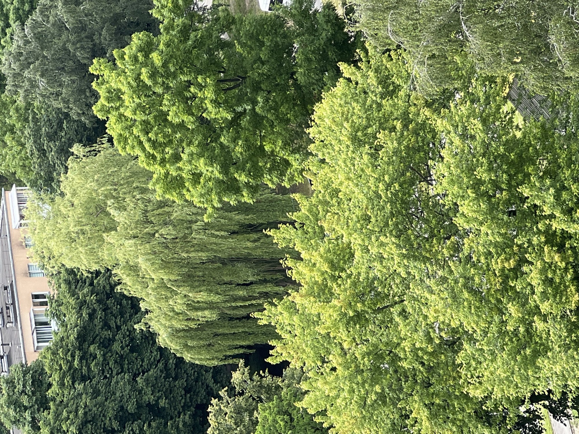 This aerial photograph captures a verdant urban landscape dominated by lush green trees, showcasing a variety of foliage textures and shades. The image appears to be taken from a high vantage point, possibly a building or drone, looking downwards and slightly angled.
The primary subjects are the trees, which fill the majority of the frame. In the foreground and to the right, a large tree with bright, lime-green leaves is prominent, its dense canopy catching the sunlight. To the left and stretching into the background, a line of trees with softer, more muted green leaves forms a dense wall of foliage. Further back, a building with multiple floors and windows is partially visible between the trees, suggesting an urban or suburban setting. Its facade is a pale, light brown or beige color. Some windows have white frames, and balconies are discernible.
The scene is characterized by a clear, likely sunny day, indicated by the bright illumination of the leaves and the shadows cast. The time of day is not explicitly stated but appears to be daytime, possibly late morning or afternoon, given the intensity of the light. The location context of Minsk, Belarus, places this scene within a European city environment where such dense tree cover is common in parks or residential areas.
No people are visible in the image. There are no discernable objects other than the building and the natural elements. The overall impression is one of natural beauty within an urbanized environment, with a sense of tranquility due to the absence of human activity and the dominance of greenery. The photograph lacks any visible text.