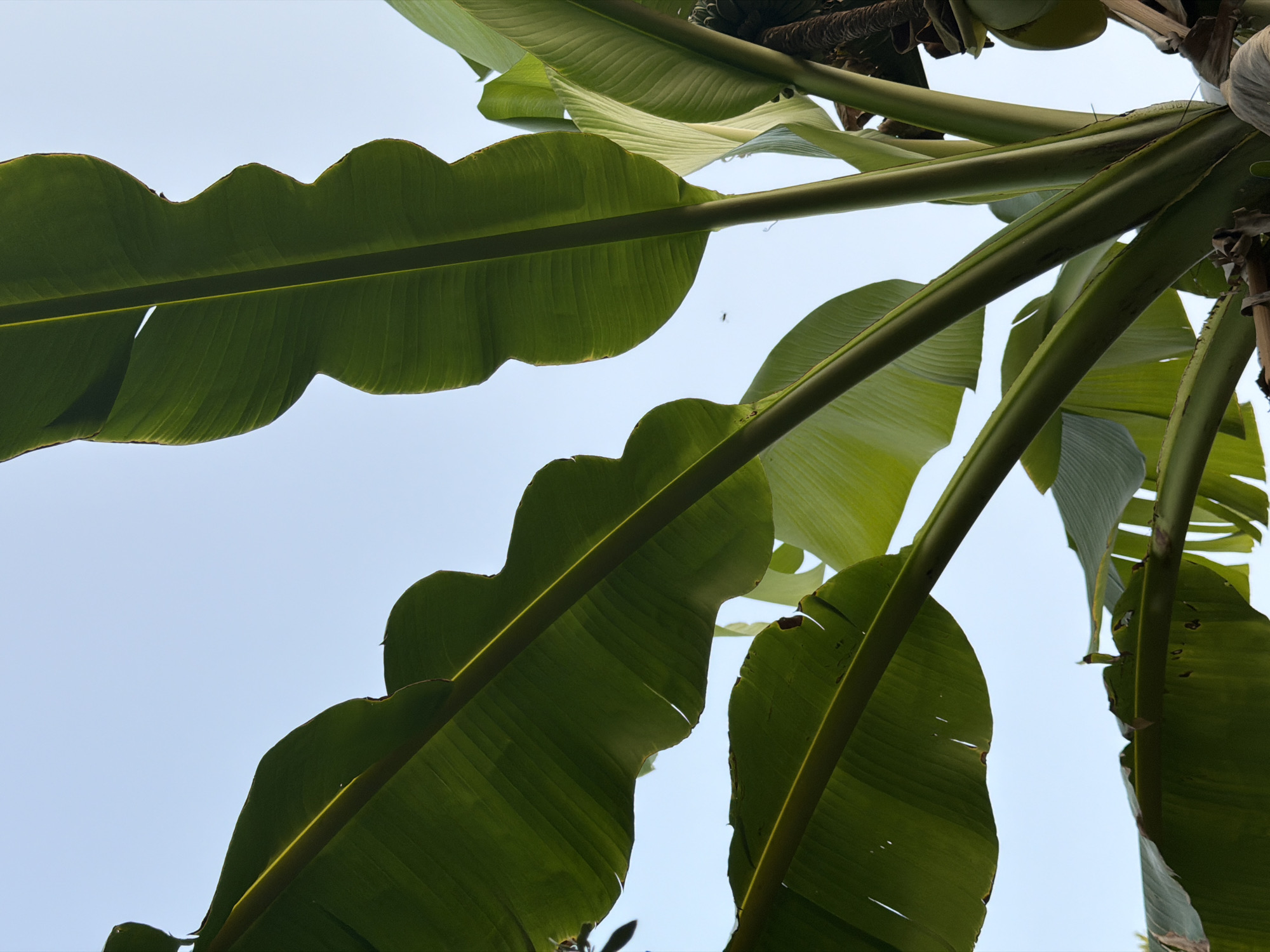 This is a low-angle, close-up shot of a banana plant against a pale blue sky. The large, green leaves of the plant dominate the frame, with their textured surfaces and prominent veins visible. The leaves are unfurling and overlapping, creating a dynamic and layered composition. The stems of the plant are thick and green, providing structure and support. In the upper right portion of the image, a cluster of green bananas is partially visible, attached to a woody stalk. The overall impression is one of lush, tropical foliage, likely a domestic garden or park setting. No specific landmarks or details suggest a location within Rome, Italy.