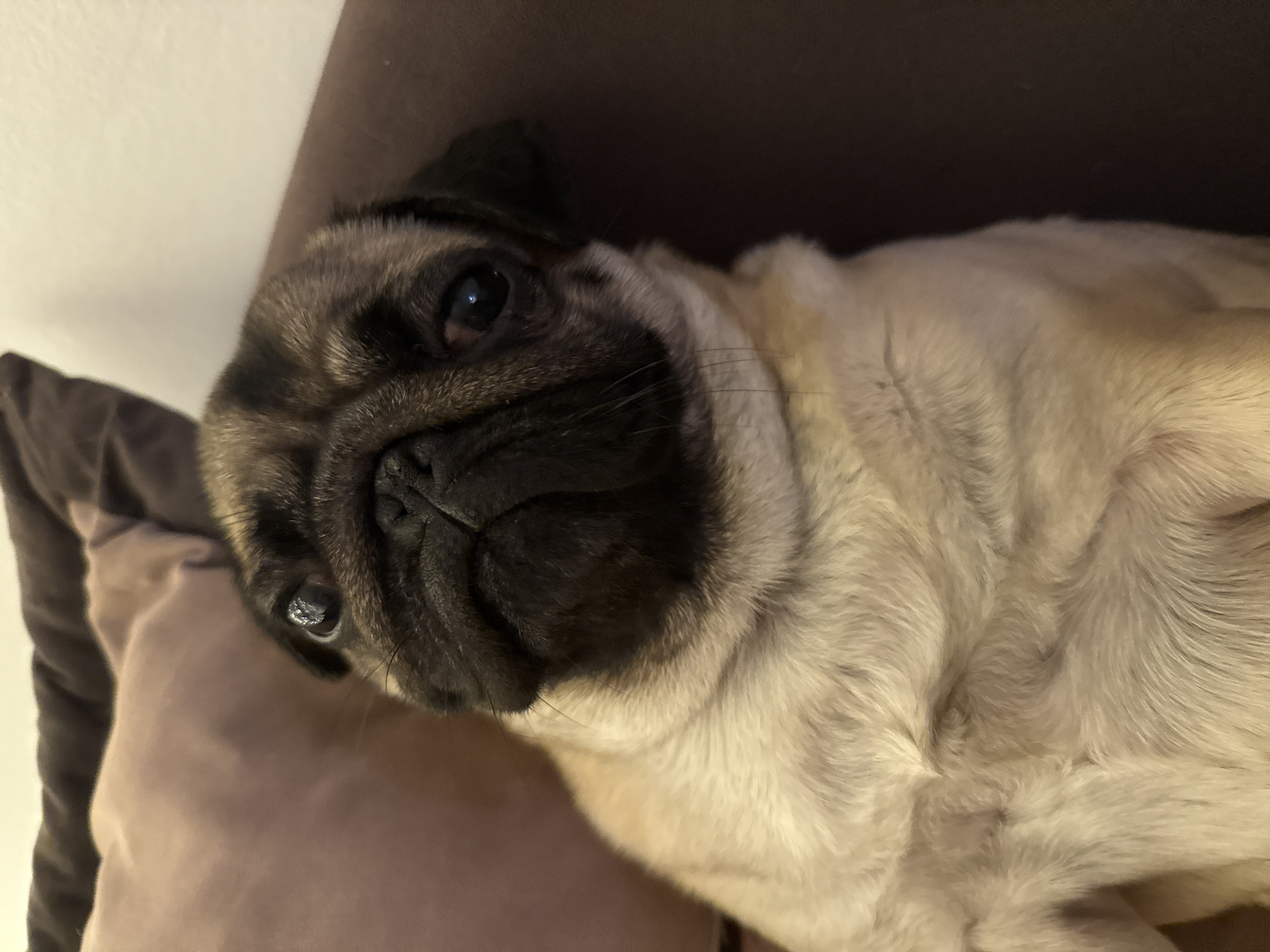 A pug dog is lying on a brown cushion. The dog has tan fur with a black face and ears. The dog's body is mostly out of focus, but its face is in focus, with its eyes and wrinkled nose clearly visible. The background is out of focus, with a wall and the edge of a brown couch visible. The location is Unknown, Unknown.