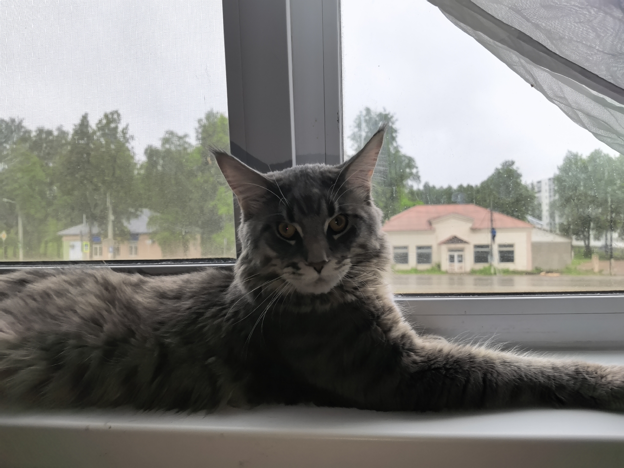 A gray Maine Coon cat rests on a white window sill. Outside, a rainy day blurs the view of trees and buildings, notably a two-story building with a red roof in the background. The location is Unknown, Unknown.