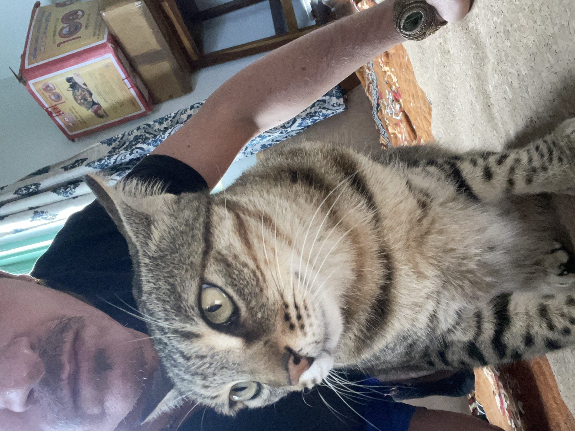 In Bhagsu, India, a tabby cat sits on a textured floor, its face turned to the left, with large green eyes and prominent whiskers. Behind the cat, a person's face is visible, with a mustache and lips. The person is wearing a black shirt, and their arm is visible on the right side of the image, adorned with a ring on their wrist. In the background, a curtain with a blue and white pattern hangs near a stack of boxes. One box, red and white, features an image of a turtle. The scene appears to be indoors.