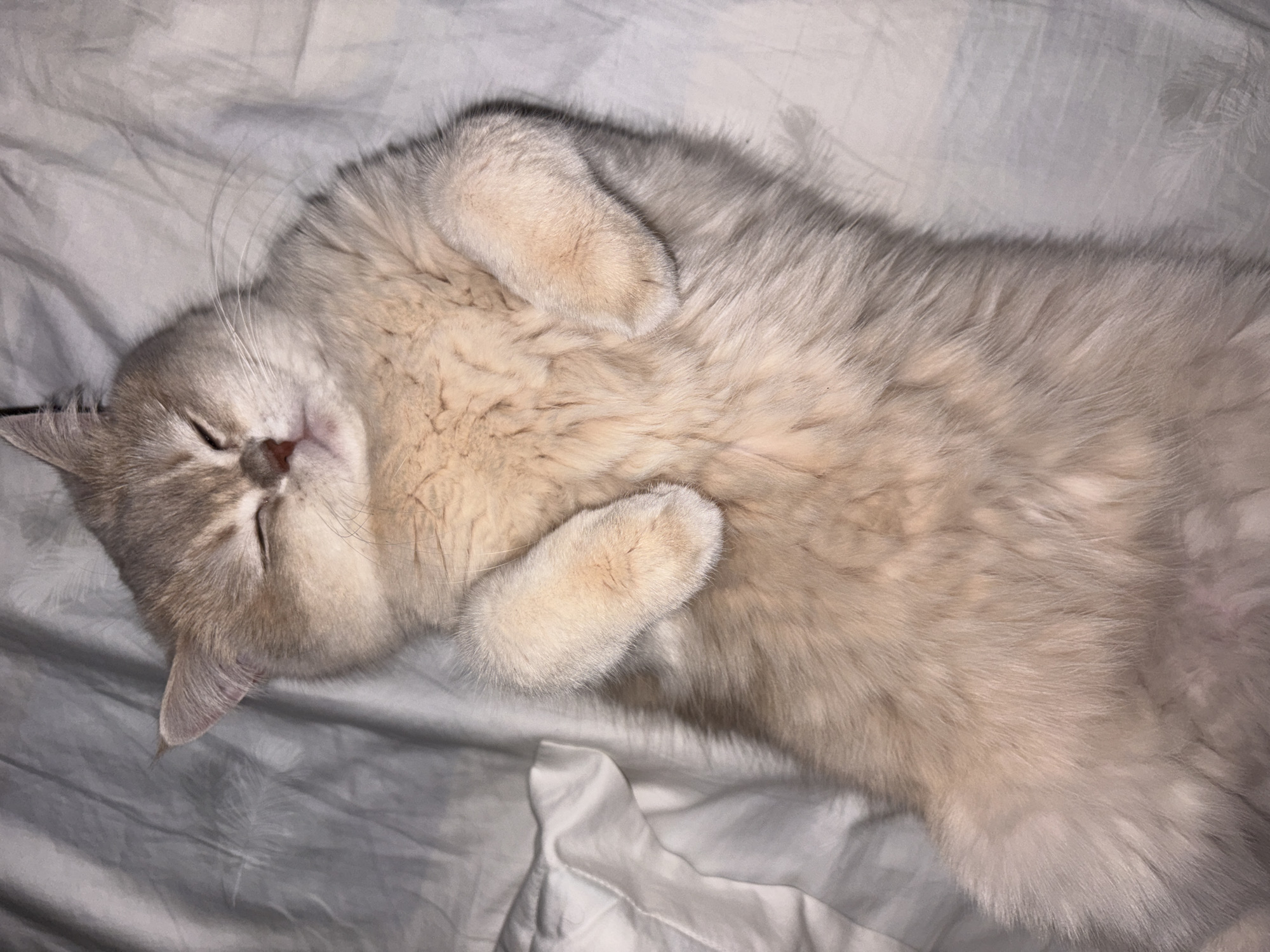A light-colored cat is lying on its back on a white sheet. The cat's eyes are closed, and its paws are curled up near its chest. The location is not discernable from the image.
