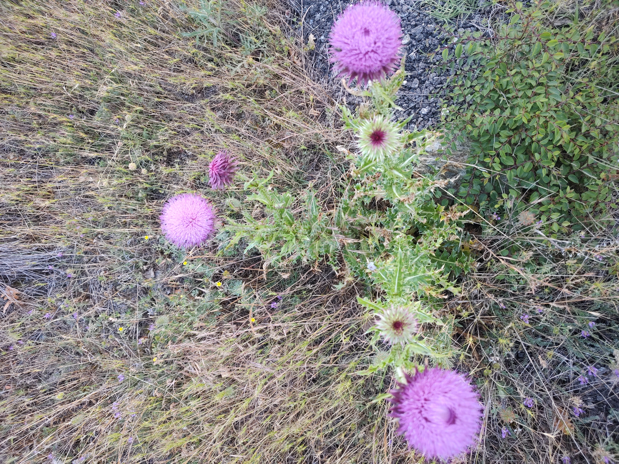 An overhead shot captures a natural ground scene in Selishte, Bulgaria, dominated by several purple thistles. The most prominent thistles feature vibrant fuchsia-purple, spherical flower heads, some fully bloomed and fuzzy, while others are younger, spikier green buds with a hint of purple in the center. These thistles are surrounded by their characteristic thorny, green foliage.
The ground cover is a mix of textures and colors. A significant portion of the image is covered in dry, light brown and yellowed grasses, indicating a dry period or season. Interspersed with these grasses are patches of greener, shorter vegetation, including small, delicate purple wildflowers and tiny yellow blossoms. In the upper right section, a dense cluster of small-leaved green shrubs with reddish stems is visible, contrasting with the drier grasses. Dark grey gravel or small rocks appear in various spots, particularly around some of the larger thistles and along the right edge, suggesting a disturbed area or path. The lighting indicates it is daytime, with no strong shadows or other weather anomalies visible. There is no visible text.