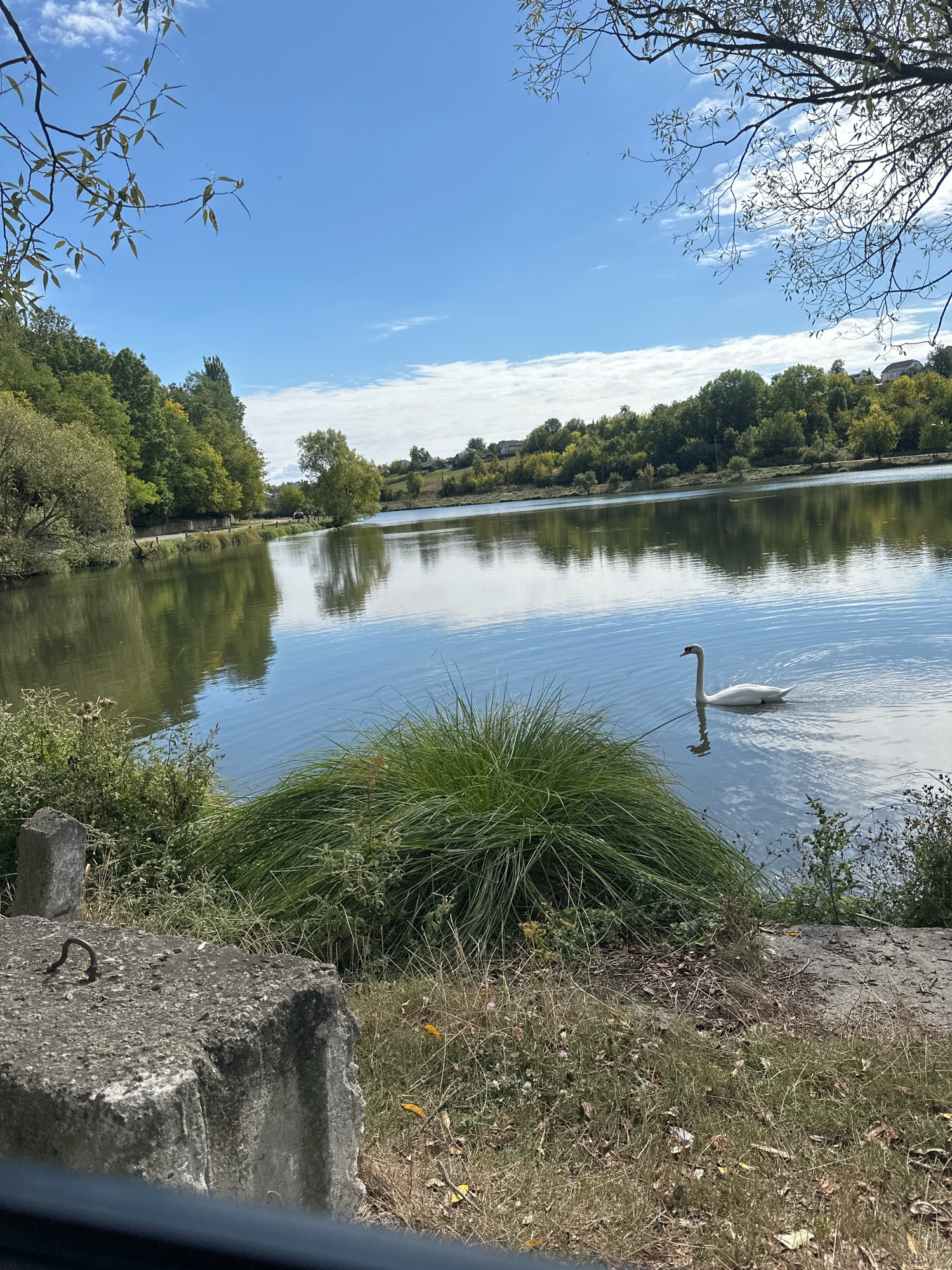 This is an outdoor, eye-level, full shot of a lake in Makiv, Ukraine, on a clear, sunny day. The lake is calm and reflects the surrounding trees and blue sky. A white swan is swimming in the middle of the lake. The foreground of the image is occupied by a concrete structure and overgrown grass and vegetation. The background consists of a dense line of trees on the far bank of the lake, with houses visible in the distance. The overall scene is peaceful and natural, suggesting a rural or park-like setting.
