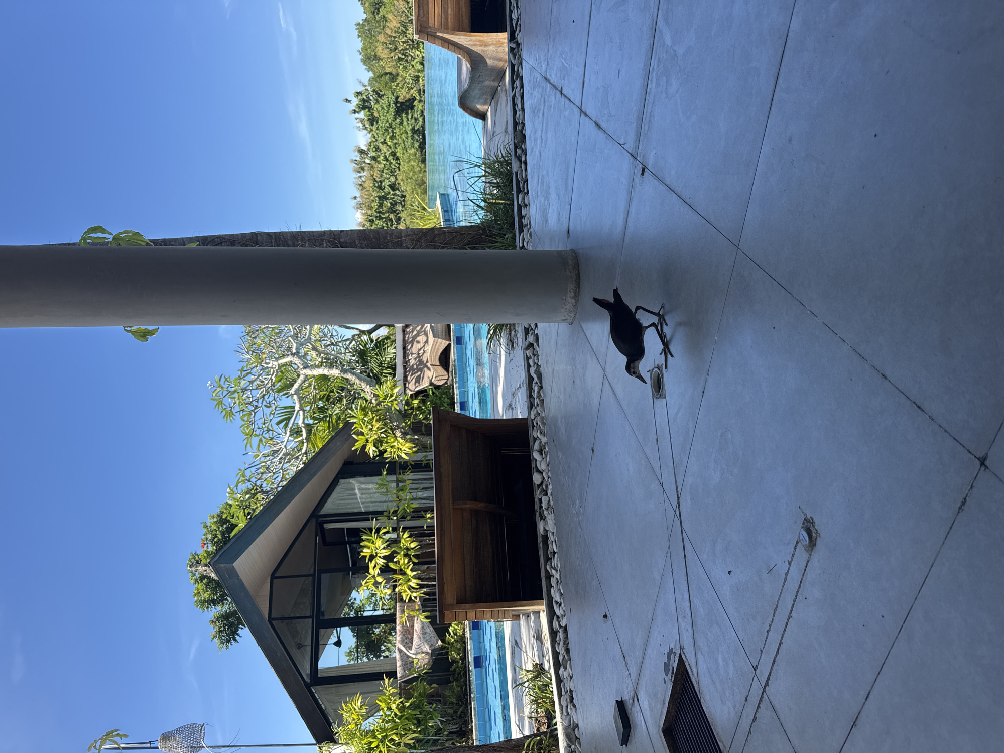 The image, rotated counter-clockwise, shows a partially obstructed view of an outdoor pool area, likely near a building, in Unknown, Indonesia. A black bird is standing on a light-gray tiled floor. In the background, there's a pool, green vegetation, and the blue sky. To the left, there's a modern-style structure with glass windows and a wooden exterior. A gray cylindrical column stands in the foreground.