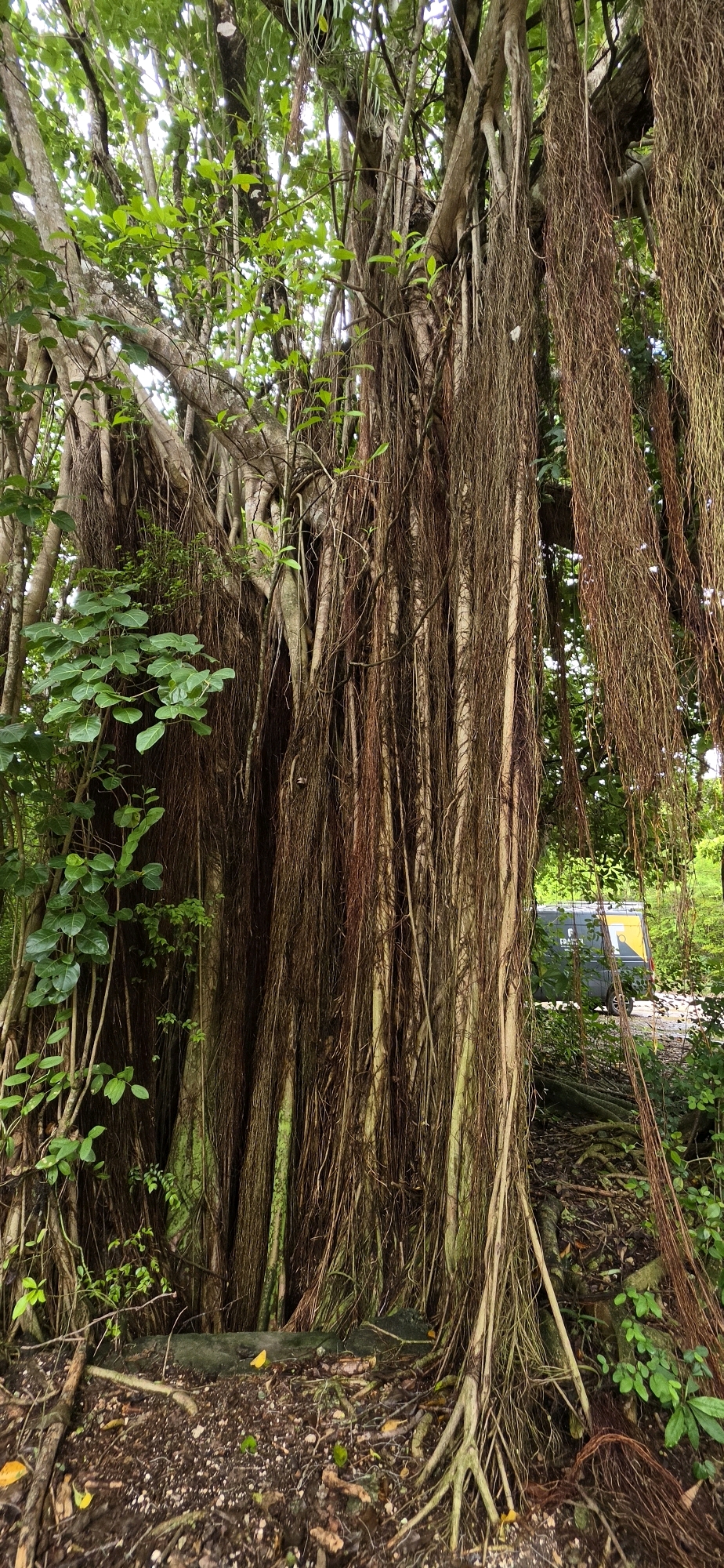 The image captures a dense, ancient banyan tree with numerous aerial roots cascading down its trunk and reaching towards the ground. The tree dominates the frame, its thick, textured bark and hanging roots creating a complex, interwoven structure. Lush green foliage is visible on the left side of the tree, and also in the background, interspersed with the hanging roots. The ground beneath the tree is covered in dark soil, fallen leaves, and exposed roots. In the mid-ground, partially obscured by the tree's roots, is a dark grey van with yellow lettering. The van is parked on a dirt or gravel surface, suggesting an outdoor, possibly park-like or natural setting. The lighting suggests it is daytime, with dappled sunlight filtering through the leaves. There are no people visible in the image. The environment appears to be a natural or semi-natural area with a focus on the impressive banyan tree. There is no information to suggest this scene is located in the city of Saint-Louis, France.
