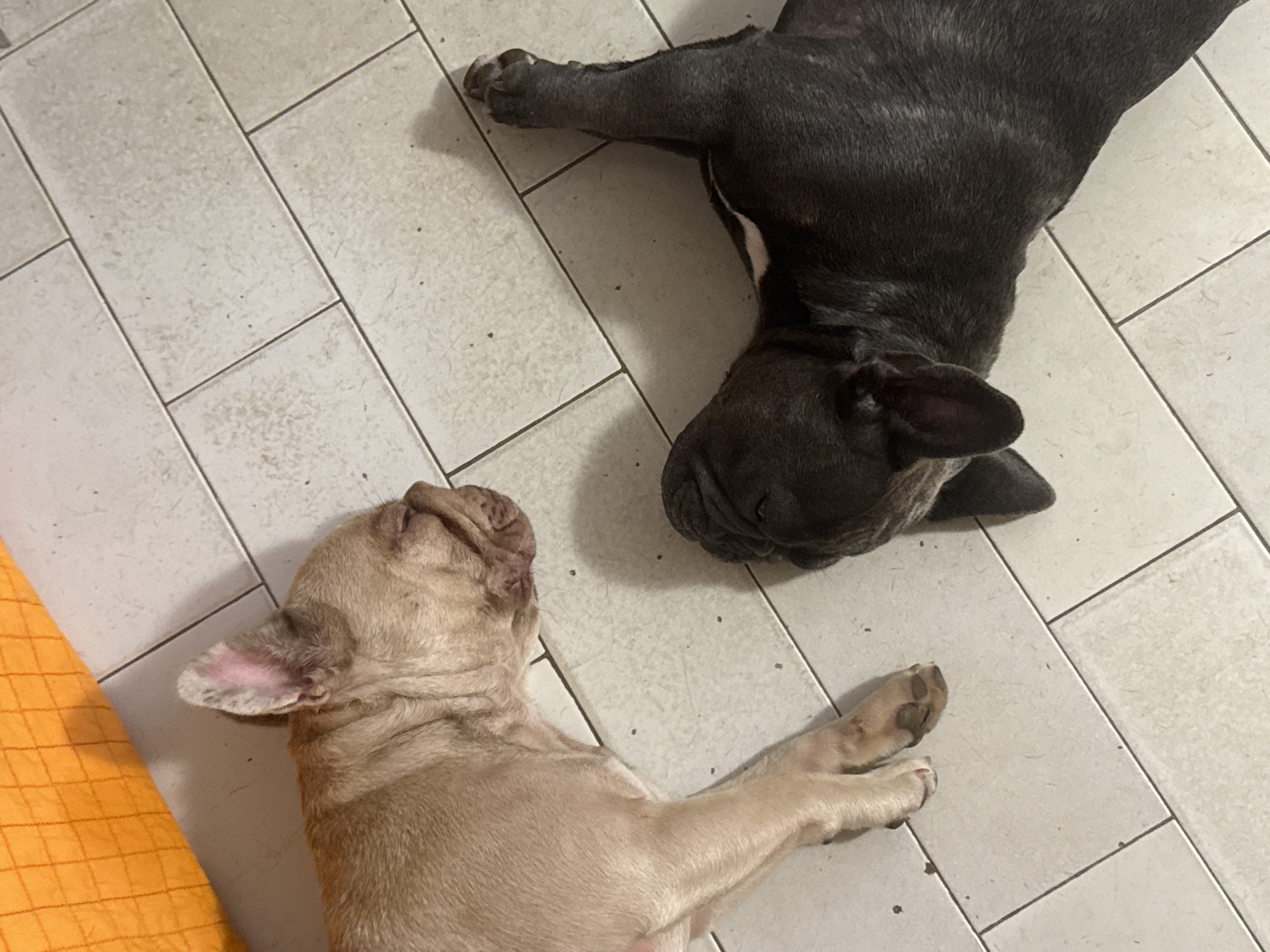 Two French Bulldogs are lying on a light-colored tiled floor in San Benedetto del Tronto, Italy. The dog on the left is fawn-colored and lying on its side, with its head resting on the floor. The dog on the right is dark gray and lying on its back, with its legs extended. An orange object, possibly a cushion or blanket, is visible in the upper left corner of the image. The lighting suggests the image was taken indoors.