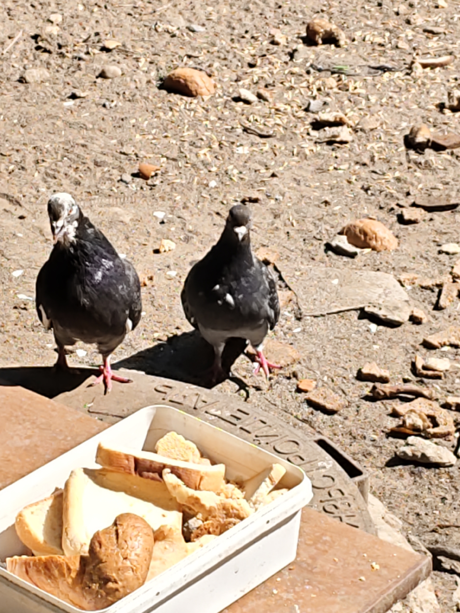 Two pigeons are standing on dry, sandy ground littered with small stones and birdseed. In the foreground, a white plastic container is filled with pieces of bread. The pigeon on the left is facing the camera, while the pigeon on the right is facing away. The scene appears to be outdoors in a public space. The specific location within Rostov-on-Don, Russia, is not discernible from the image alone.