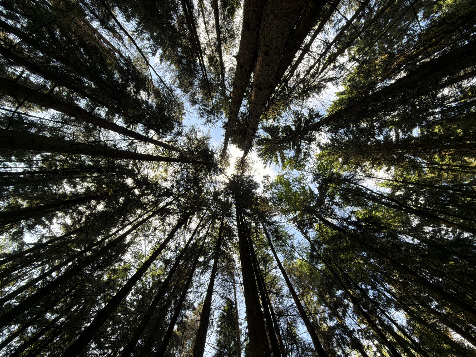 The image depicts a view looking straight up into a dense forest canopy. The trunks of many tall trees converge towards the center of the frame, obscuring most of the sky. Patches of bright sky are visible through gaps in the foliage. The trees are dark, silhouetted against the brighter sky. The location is presumed to be a forest in the city of Troitsk, Russia. No people or specific actions are visible.