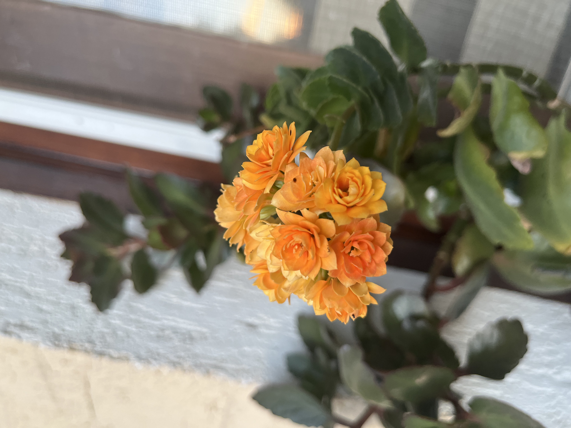 A close-up shot of a Kalanchoe blossfeldiana plant with a cluster of small, bright orange flowers. The plant is situated indoors, near a window with a brown wooden frame and partially visible white curtains. The plant sits on a white, textured surface, possibly a windowsill. The lighting suggests it's daytime.