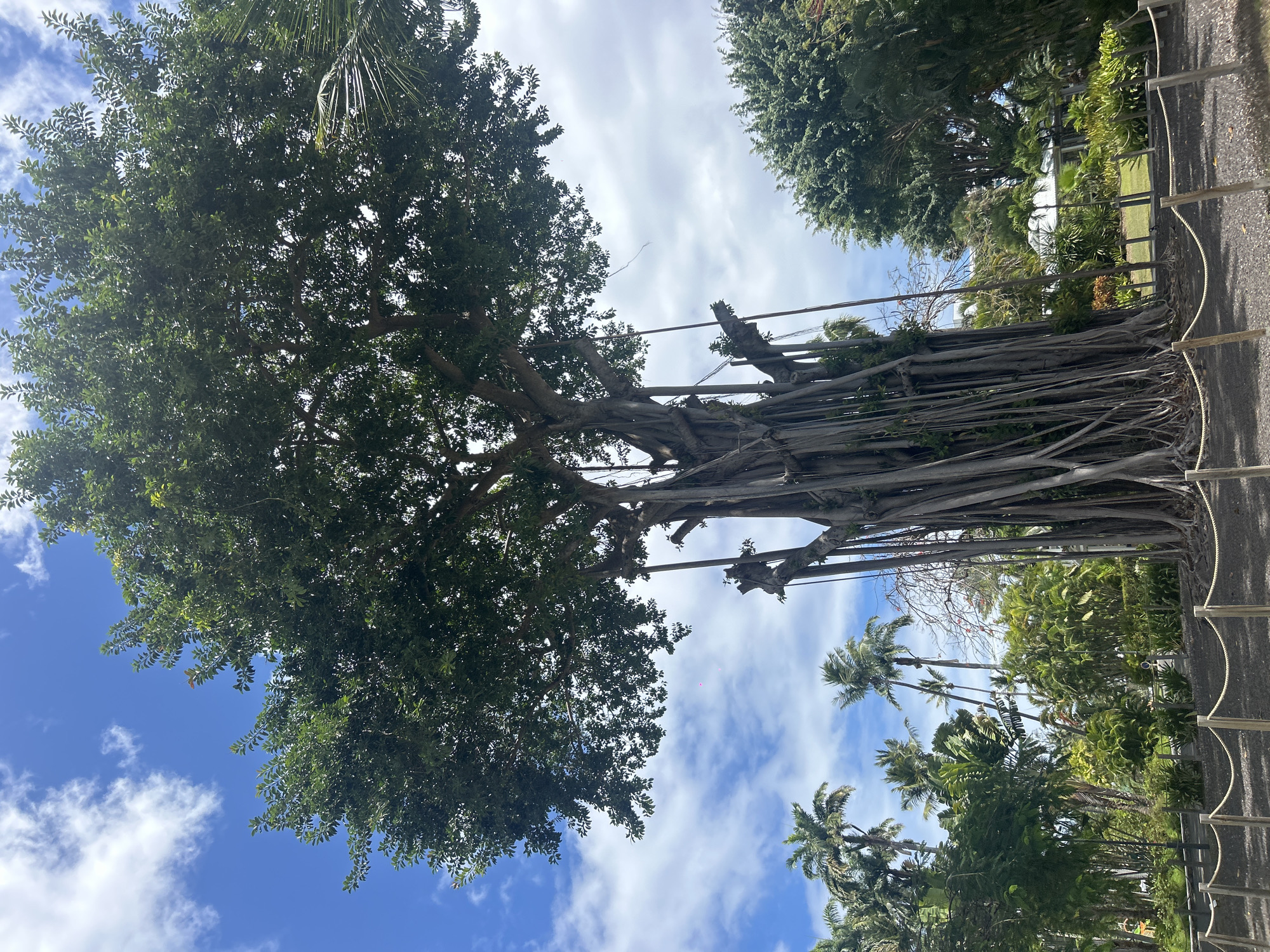 The image shows a large banyan tree with numerous aerial roots reaching down to the ground. The tree's canopy is dense with green leaves, contrasting against a blue sky with scattered white clouds. The scene is in an outdoor setting, possibly a park or botanical garden, with other trees and vegetation visible in the background. A rope railing runs along the bottom right of the image, suggesting a pathway or designated viewing area. Palm trees can be seen interspersed with the other vegetation.
I cannot confirm that this scene is in the city of Sainte-Anne, France.