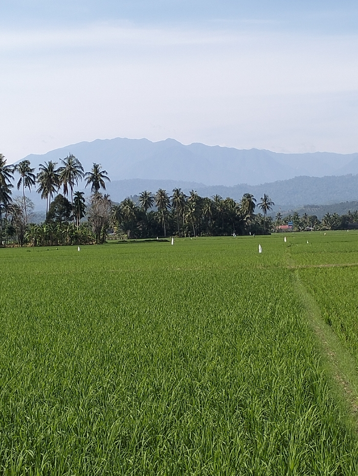 The image depicts an expansive agricultural landscape in Lhokkulam, Indonesia, under clear daylight conditions. The foreground is dominated by a vast, vibrant green rice paddy field, characterized by dense, short rice plants. A narrow, unpaved demarcation path is visible along the right side of the field. Several small, white, conical or triangular objects, potentially markers or deterrents, are sparsely distributed across the rice field. In the midground, a dense line of tropical vegetation, primarily consisting of tall palm trees and other varied foliage, forms a natural barrier separating the fields from a distant settlement. Within and behind this tree line, scattered residential structures with orange or reddish roofs are discernible. The background features successive layers of hazy blue-grey mountain ranges with undulating peaks, extending towards the horizon. The sky above is a light, clear blue with minimal cloud cover. No individuals or active interactions are visible in the scene.