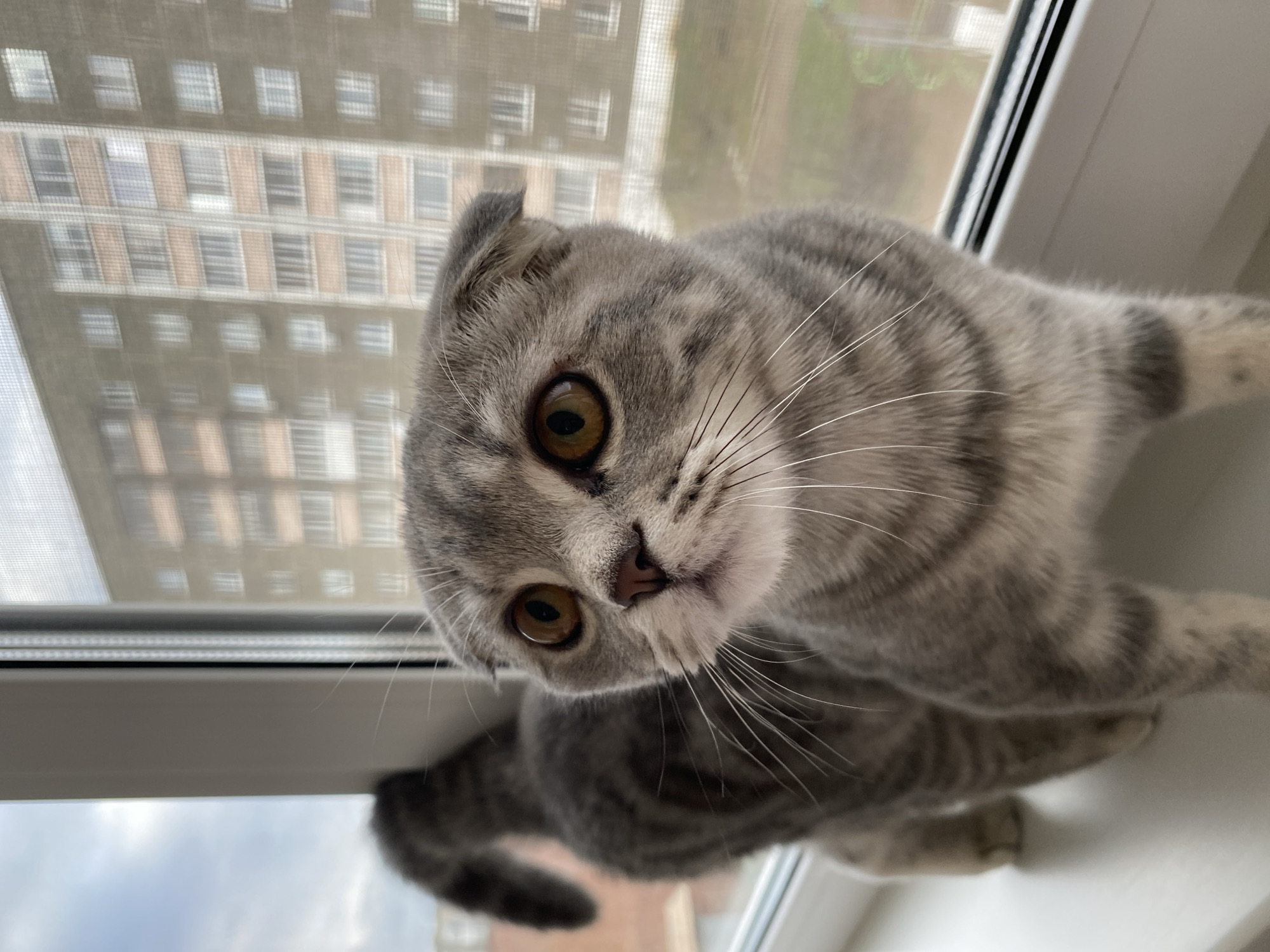 The image features a charming grey tabby Scottish Fold cat, seen from a low angle as it perches on a windowsill. The cat's head is tilted slightly, and its large, round amber eyes are focused directly on the viewer, conveying a sense of curiosity and engagement. Its characteristic folded ears are visible, along with prominent white whiskers fanning out from its muzzle. The cat's fur displays a distinct tabby pattern with dark grey stripes against a lighter grey base. Part of its body and front paws are visible below its head, resting on the sill.
Behind the cat, a tall, multi-story residential building dominates the view through the window, appearing slightly out of focus, indicating distance. The building features numerous windows arranged in a repetitive grid-like pattern, with sections of its facade showing brownish and grey tones, characteristic of urban residential architecture. Below the cat and the white window frame, a cloudy or overcast sky is visible, suggesting diffuse natural light.
The scene takes place during the daytime. The light is soft and even, without harsh shadows, consistent with an overcast day. The setting is likely an apartment in a high-rise building, overlooking a city. Given the provided context, the location is Votkinsk, Russia, and the visible building architecture aligns with common residential structures found in Russian cities. There is no visible text in the image.