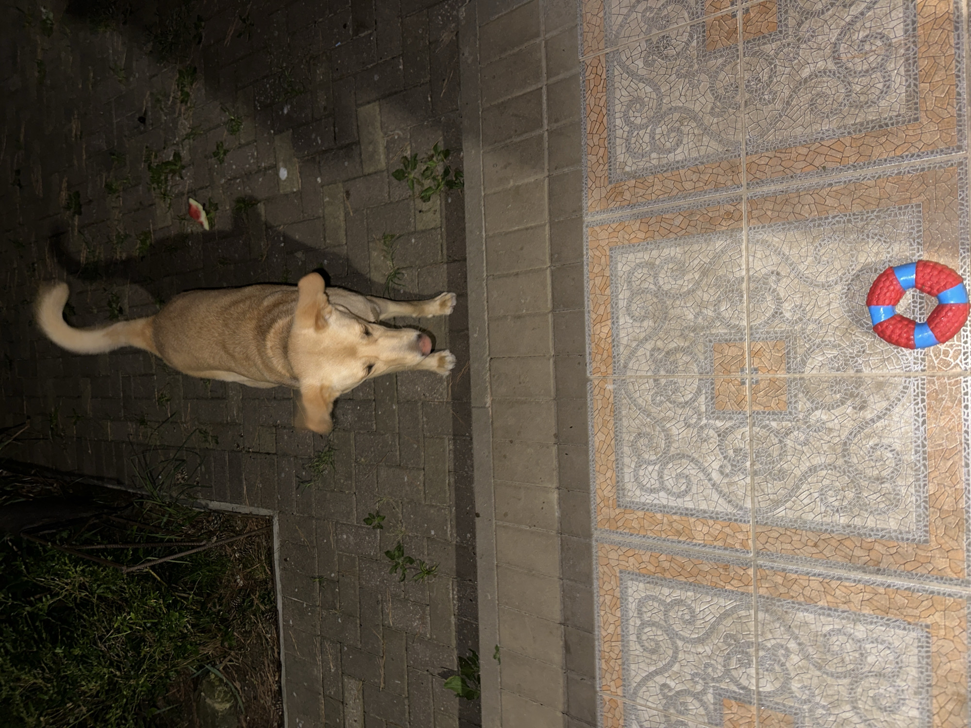 A tan dog stands on a paved walkway at night, looking down at a small piece of watermelon on the ground. In the foreground, a red and blue ring-shaped dog toy rests on decorative tiled flooring. The background consists of a bush and more paved walkway, with a shadow of the dog cast on the ground. This scene is located in Sochi, Russia.