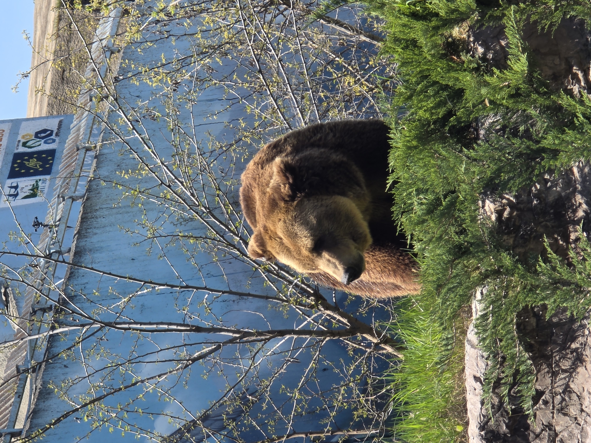 A medium shot shows a brown bear lying down with its eyes closed next to a tree in a park. The bear is positioned on the lower right side of the image, and its head is slightly facing the left. To the left of the bear, there is a bare tree with small green leaves growing on its branches. In the background, there is a large light blue concrete wall with a sign on it with colorful illustrations. The location is the Sofia Zoo in Sofia, Bulgaria.