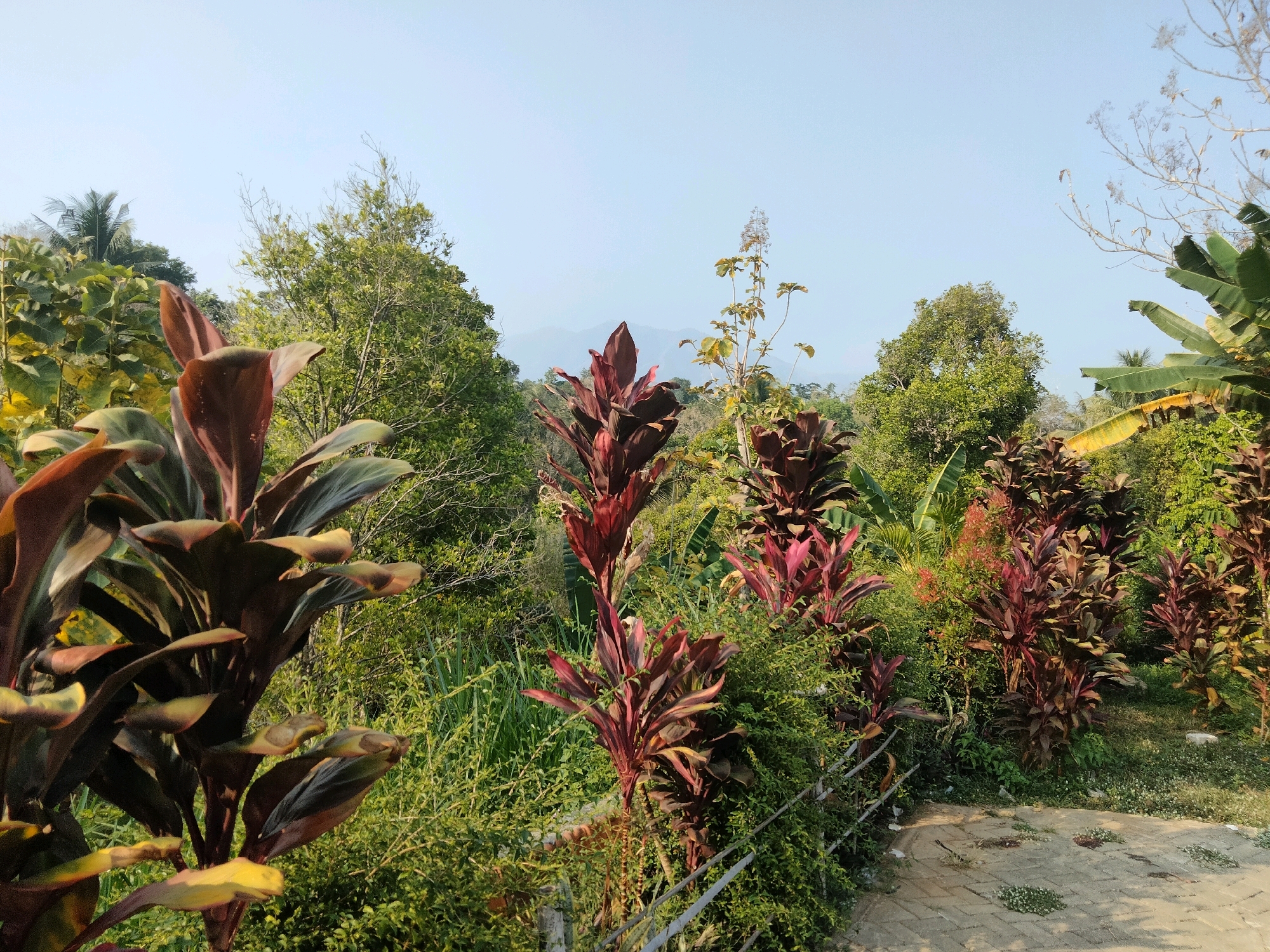 In the city of Sawahan, Indonesia, a clear, bright day is depicted with a serene, natural landscape. The foreground is dominated by lush green foliage and several plants with deep red and maroon leaves, possibly Cordyline or Ti plants, which are common in tropical regions like Indonesia. A paved walkway, made of light-colored bricks, runs diagonally from the bottom right corner towards the center. The walkway is partially covered by scattered leaves and small plants. A metal fence or railing runs along the edge of the walkway.
In the mid-ground, the dense greenery continues with various trees and shrubs, some of which bear large, green leaves, characteristic of banana plants. In the distance, a hazy mountain range is visible against a pale blue sky, suggesting a rural or semi-rural setting within Sawahan. The lighting indicates it is likely mid-morning or late afternoon, casting soft shadows and highlighting the vibrant colors of the vegetation. There are no people or animals visible in the image. The overall impression is one of tranquility and natural beauty.