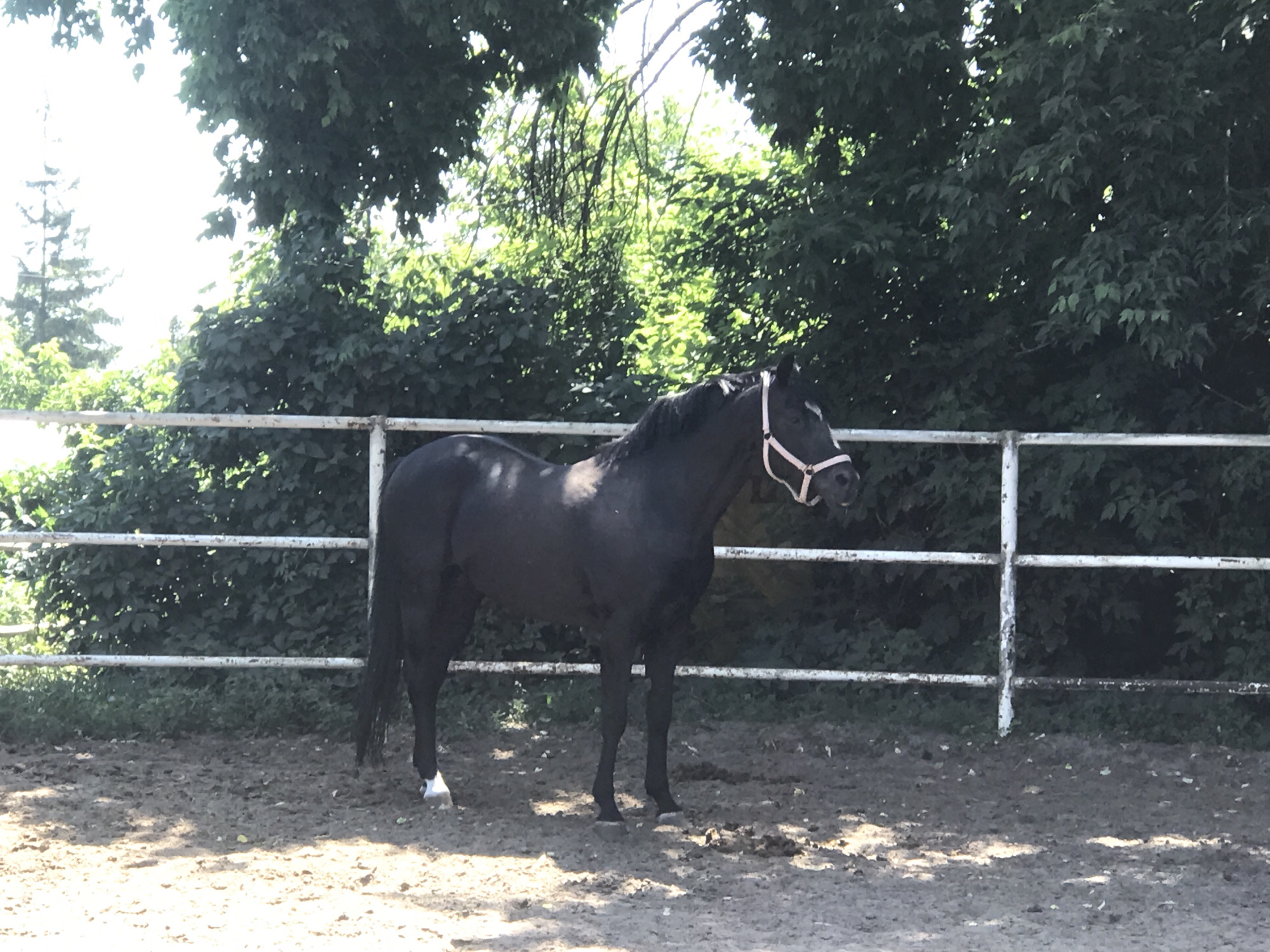 An outdoor, medium shot captures a side profile of a black horse standing in a dirt paddock enclosed by a white metal fence. The horse wears a light pink halter with a white rope accent. The background consists of dense green foliage and trees, with a bright sky peeking through the branches. The ground is covered in dirt and some scattered leaves. No individuals are present in the frame. This scene is not identifiable as being located in Kharkiv, Ukraine.