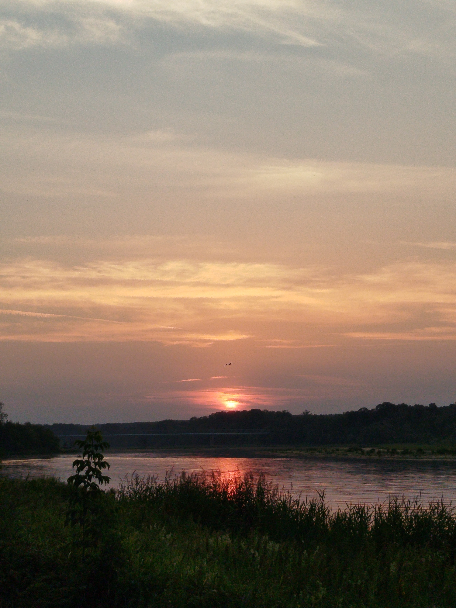 A serene sunset over the Bug River in Topolina, Poland, paints the sky with hues of orange and pink. The water reflects the warm glow of the setting sun, creating a shimmering path across its surface. A dark, tree-lined bank forms the horizon, with a distant bridge faintly visible. The foreground is a dense carpet of green grass and reeds, with a small tree standing sentinel on the left. Two birds are captured in flight against the colorful sky. The atmosphere is peaceful and tranquil, evoking a sense of natural beauty and quiet contemplation.