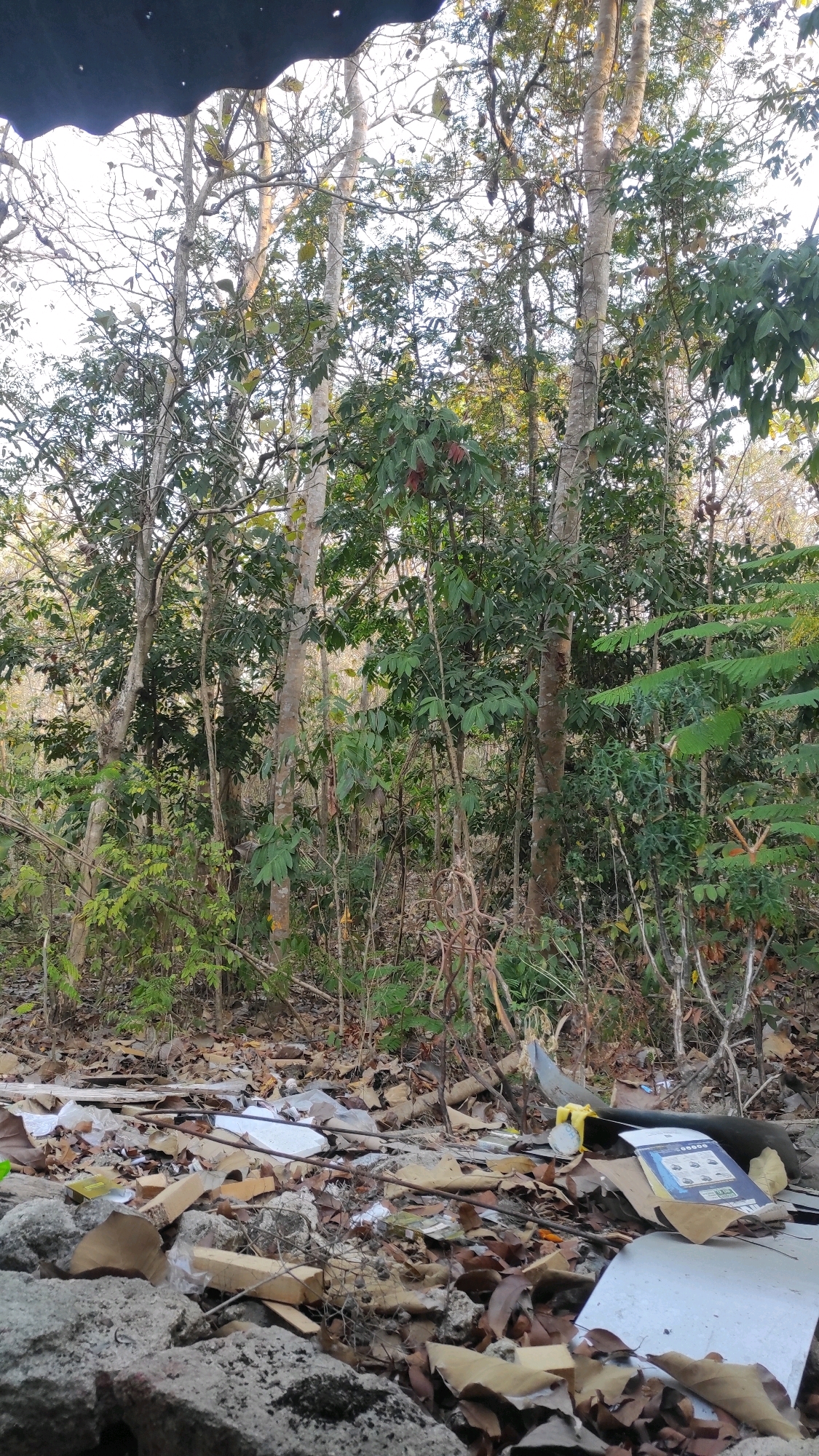 In Guwosari, Indonesia, the image depicts a section of a natural environment, likely a forest or wooded area, that has been impacted by the presence of litter. The foreground is dominated by discarded waste, including plastic wrappers, cardboard fragments, and other debris scattered across the ground, which is also covered in fallen leaves and small branches. Large rocks are visible in the lower portion of the frame. Behind the litter-strewn ground, several trees with slender trunks and leafy canopies rise up. The trees are densely packed, creating a layered effect of foliage and branches against a bright, possibly overcast sky. The scene captures a juxtaposition of nature and human-generated waste.
