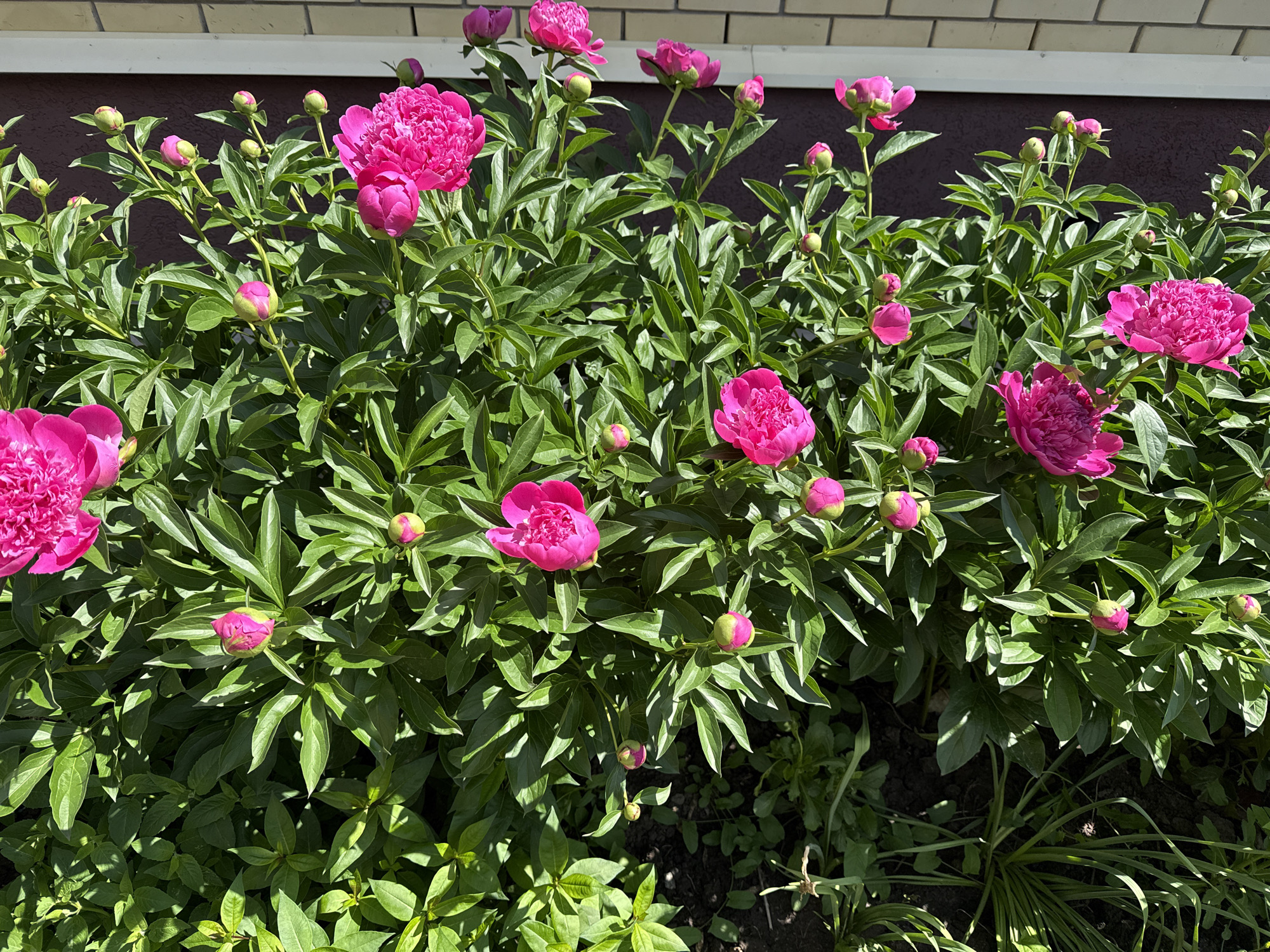 The image shows a garden bed filled with peony plants in bloom. The plants are lush and green with numerous large, pink flowers. There are also many buds that have yet to open. Behind the flower bed is a wall with a light-colored brick section on top and a darker section below. The plants are bathed in sunlight and casts shadows on the leaves. The location is likely Kazan, Russia.