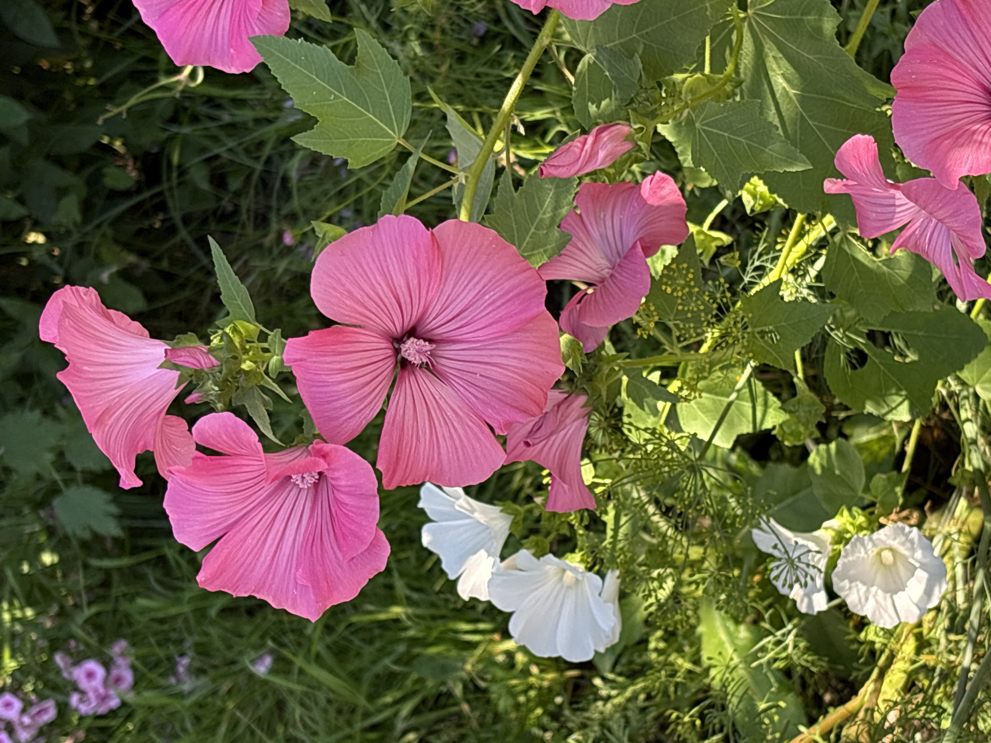 A close-up, high-angle shot captures a cluster of vibrant pink and white flowers blooming in a garden setting. The dominant subjects are several large, open pink flowers with delicate, veined petals, some appearing in sharp focus while others are softly blurred. Interspersed among them are smaller, trumpet-shaped white flowers. Green foliage, including broad leaves and feathery dill-like sprigs, forms the background and surrounds the blossoms. The lighting suggests it is daytime, with sunlight casting shadows and highlighting the textures of the petals and leaves. The scene is located in Khukhryata, Russia.