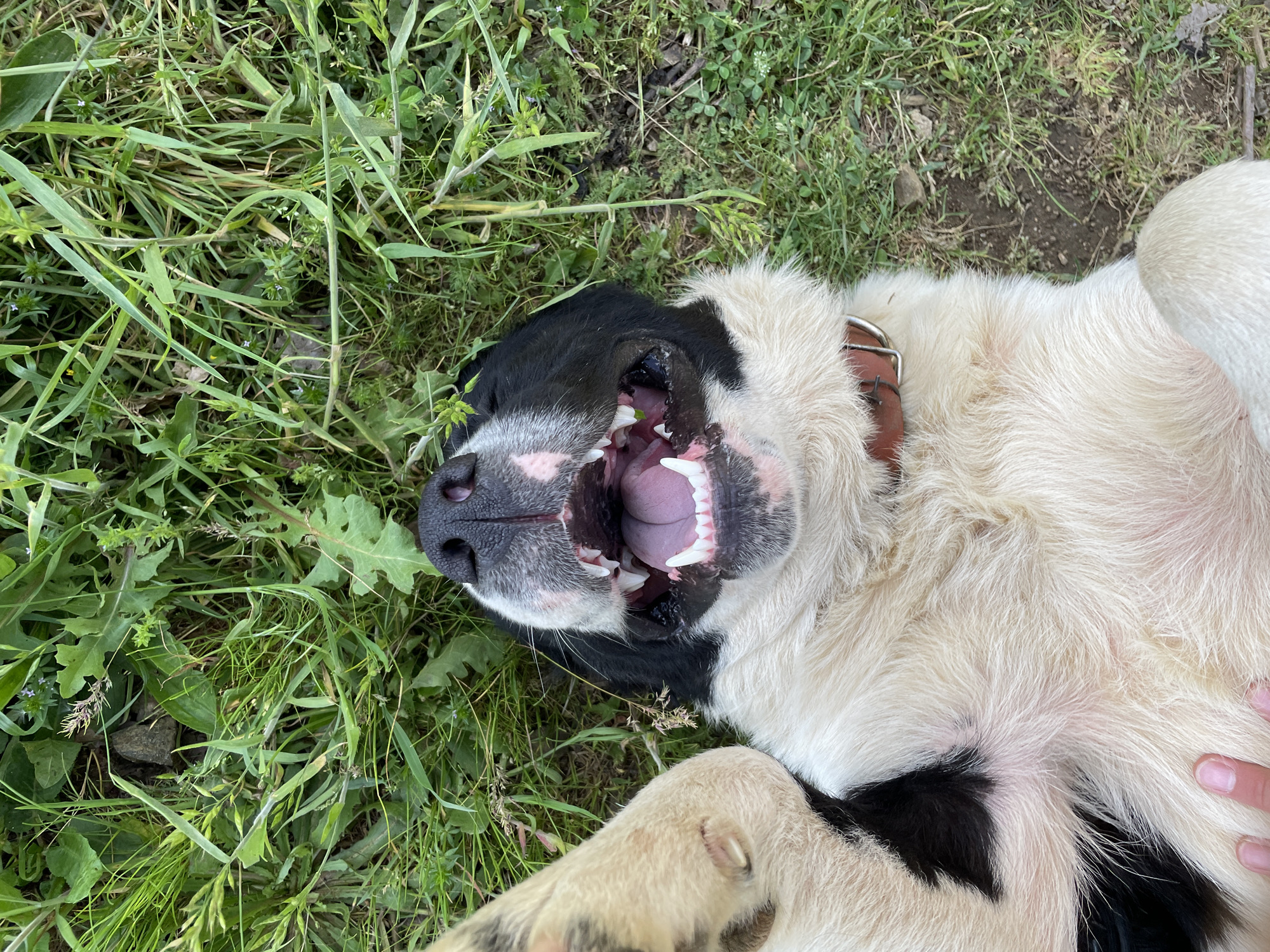 A dog is lying on its back in grass. The dog is mostly white, with black markings on its head and body. The dog's mouth is open, revealing its teeth and tongue. The dog is wearing a brown collar. The location is outside in a grassy area that is likely Zlatograd, Bulgaria.