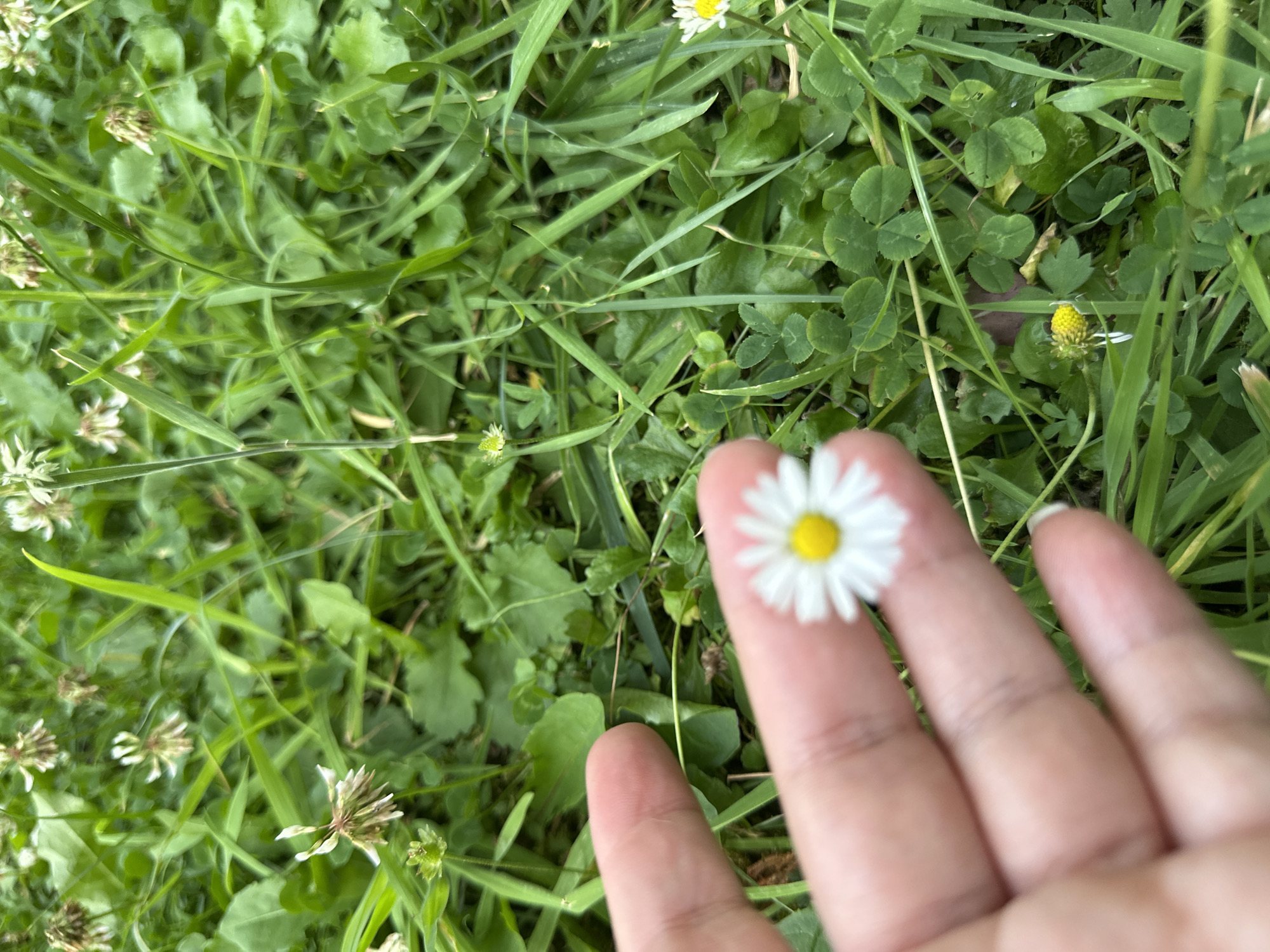 A human hand with a small daisy held between the index finger and thumb is the focal point of this image. The daisy is white with a yellow center and is blurred due to its proximity to the camera. The hand is also slightly out of focus, suggesting a shallow depth of field. The background is a lush green lawn, dotted with clover and other small white flowers, some of which are also blurred. The overall impression is of a close-up shot taken in an outdoor setting. This image was captured in Krefeld, Germany.