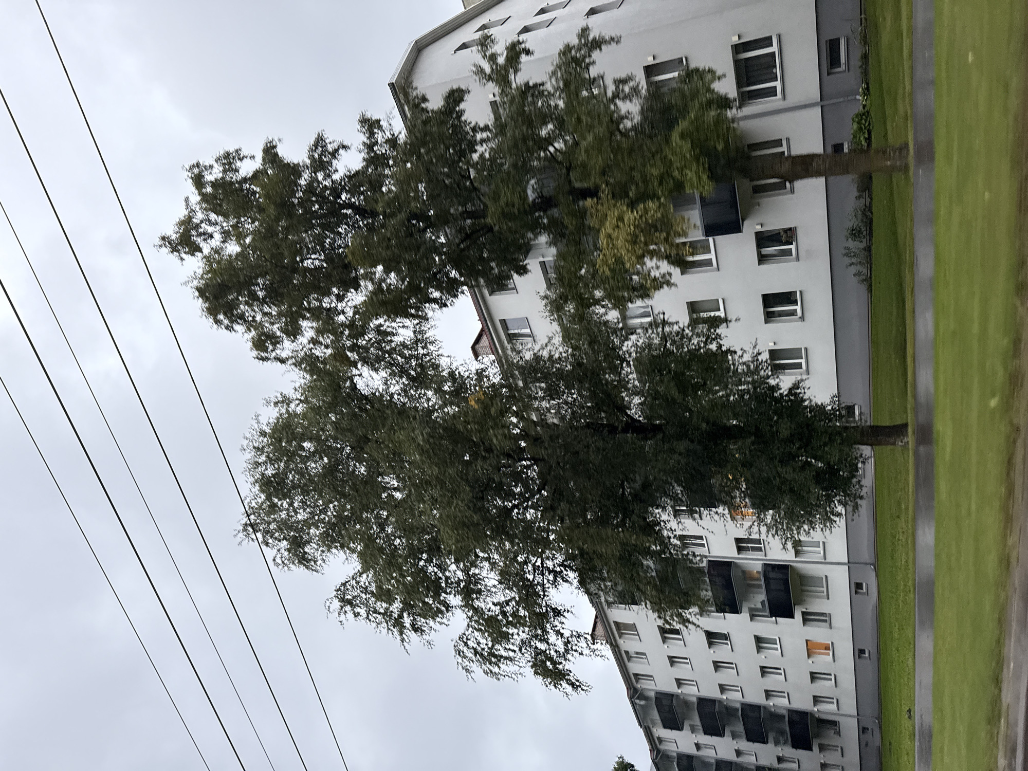 An overcast day in Tallinn, Estonia, features a tall, light-gray apartment building with multiple stories and balconies. Several trees, with dark green foliage and thin trunks, stand in front of the building, partially obscuring its facade. Power lines crisscross the sky above the trees and building. A green lawn separates the building from a gray strip in the foreground, which appears to be a road or sidewalk. The building's windows are mostly dark, but a few on the lower floors show interior lights, suggesting that some apartments are occupied. The overall scene is mundane and typical of a residential area in an urban setting.