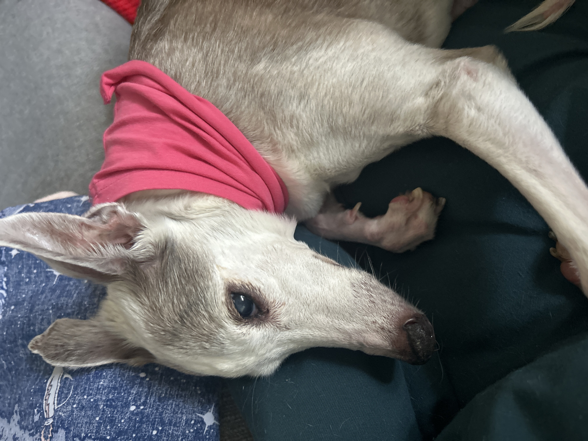 A grey-and-white dog with a long snout lies on a dark green surface, possibly fabric. The dog is wearing a pink shirt around its neck. The dog is lying on blue fabric with white stars. The scene is indoors, with the dog resting. The location of the image cannot be determined, and there is no evidence to suggest that this picture was taken in Sofia, Bulgaria.