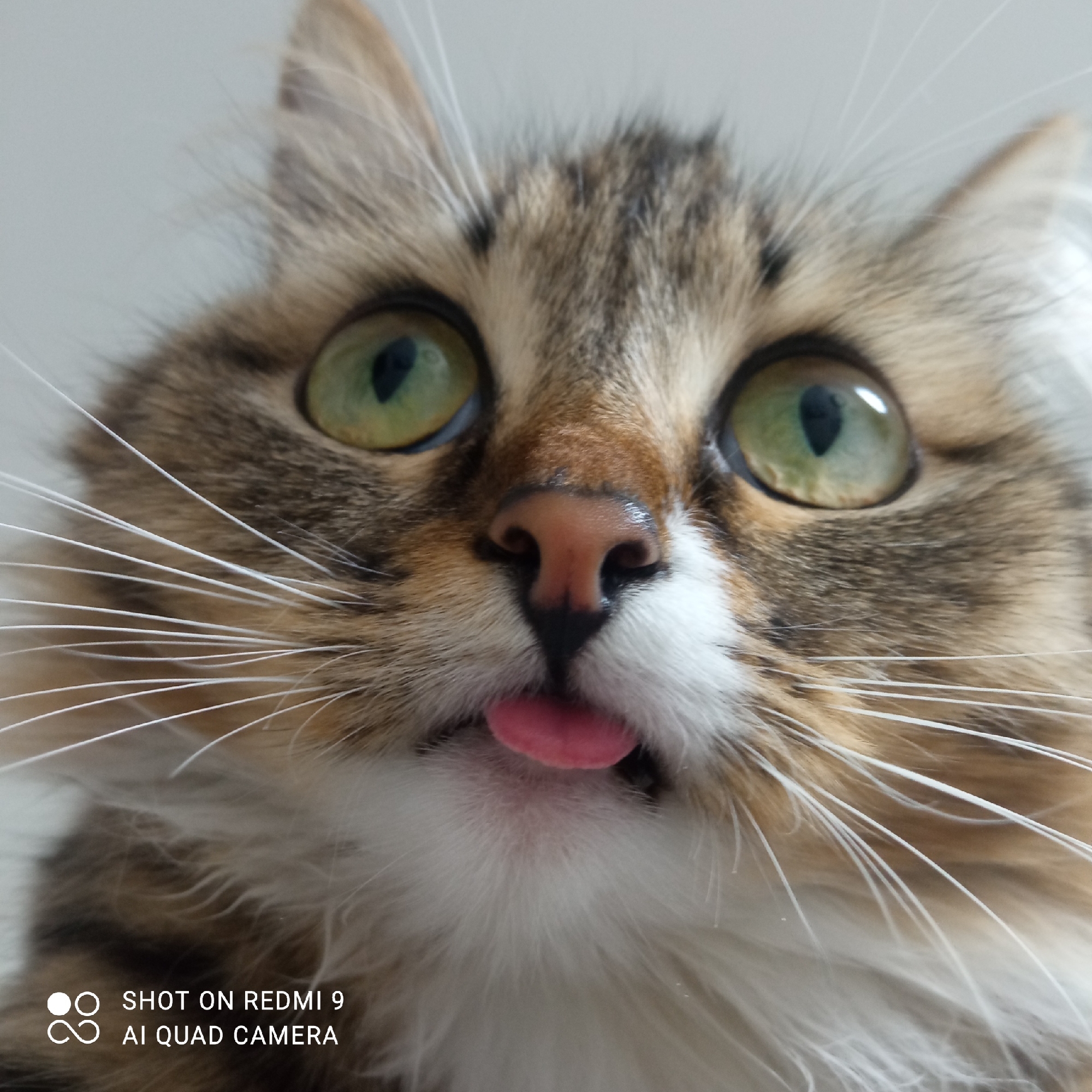 A close-up photograph captures a cat with green eyes and brown-and-white fur, sticking its pink tongue out. The image was captured on a Redmi 9 AI Quad Camera. The exact location in Chaikovsky, Russia, is unknown.