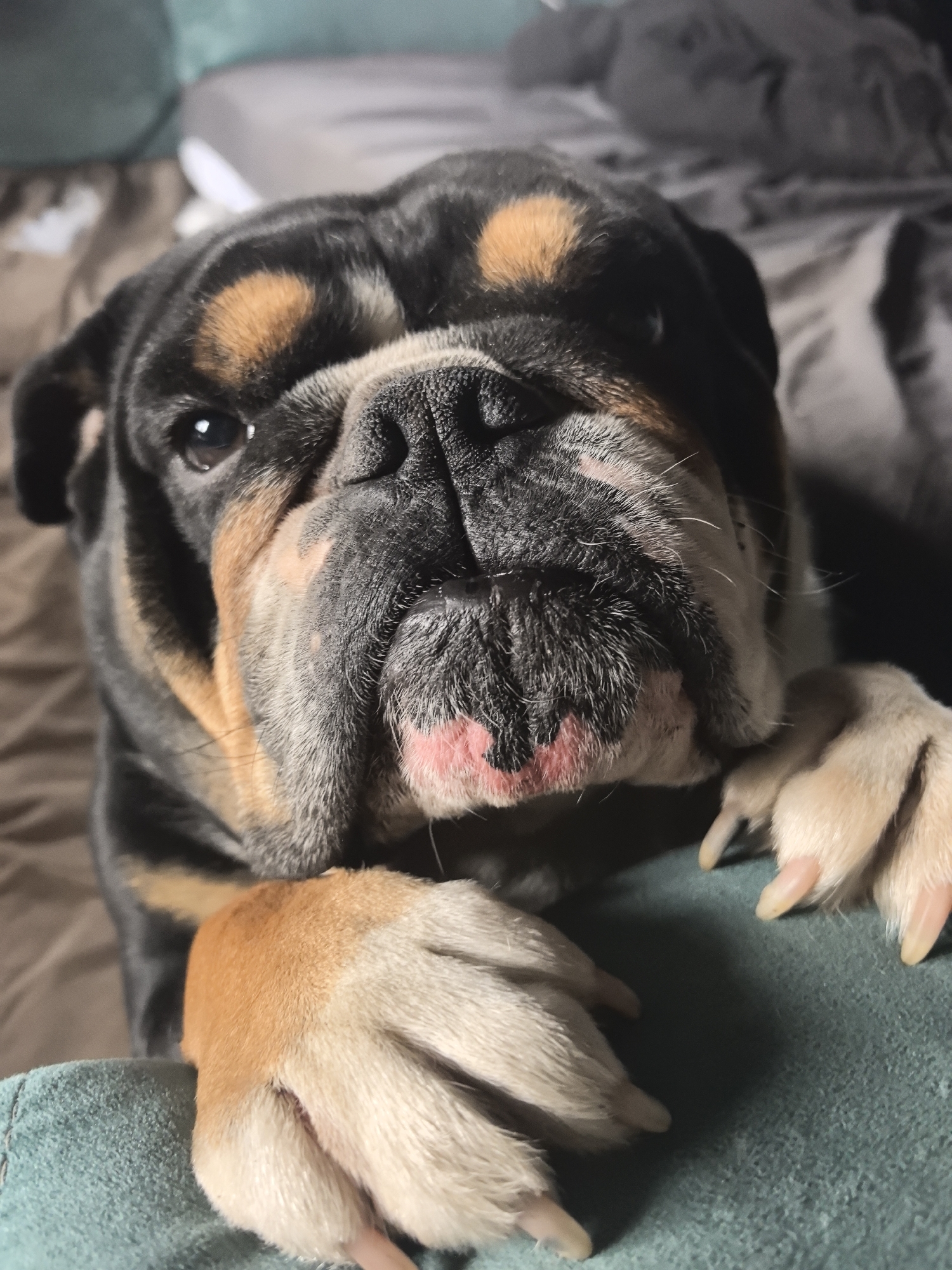 A close-up shot focuses on a black and tan English Bulldog. The dog has a wrinkled face and pleading eyes. Its front paws, mostly tan in color, are resting on a teal-colored object. The background consists of a brown-colored surface and gray bedding. There is no evidence to support the location of Noviy, Russia.