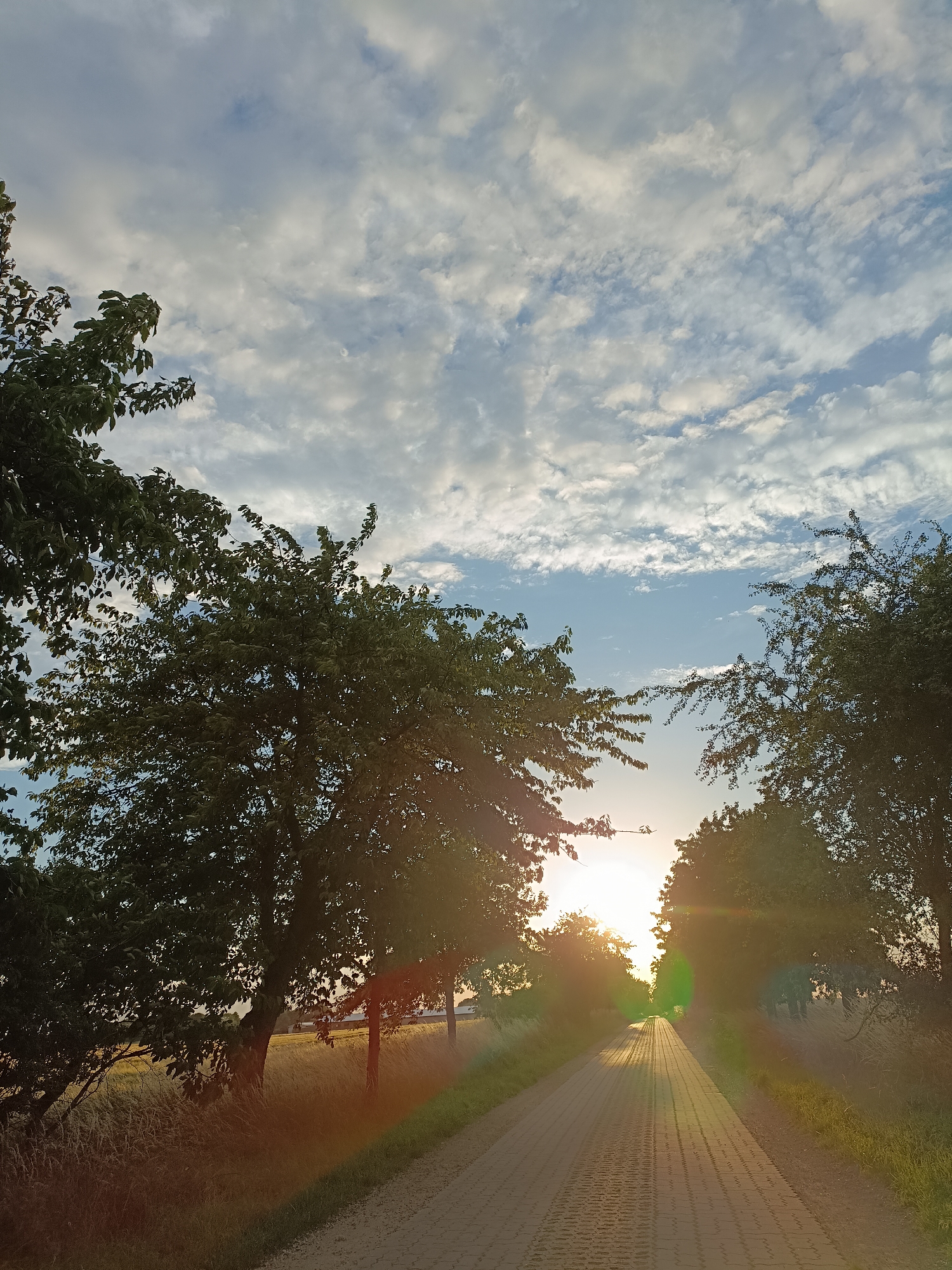 The image depicts a paved pathway lined with trees on either side, leading towards a setting sun. The pathway is constructed of interlocking rectangular pavers, and is bordered by tall grass and what appears to be a cultivated field to the left. The sun is low on the horizon, casting a warm glow and creating lens flares that streak across the scene. The sky is partly cloudy, with a mix of white and gray clouds against a pale blue backdrop. The trees are lush and green, with some branches extending over the pathway. The overall impression is one of a serene rural or semi-rural landscape in the late afternoon or early evening. The location is identified as being in Gartz (Oder), Germany. There are no people or animals visible in the image. The image is taken from a ground-level perspective.