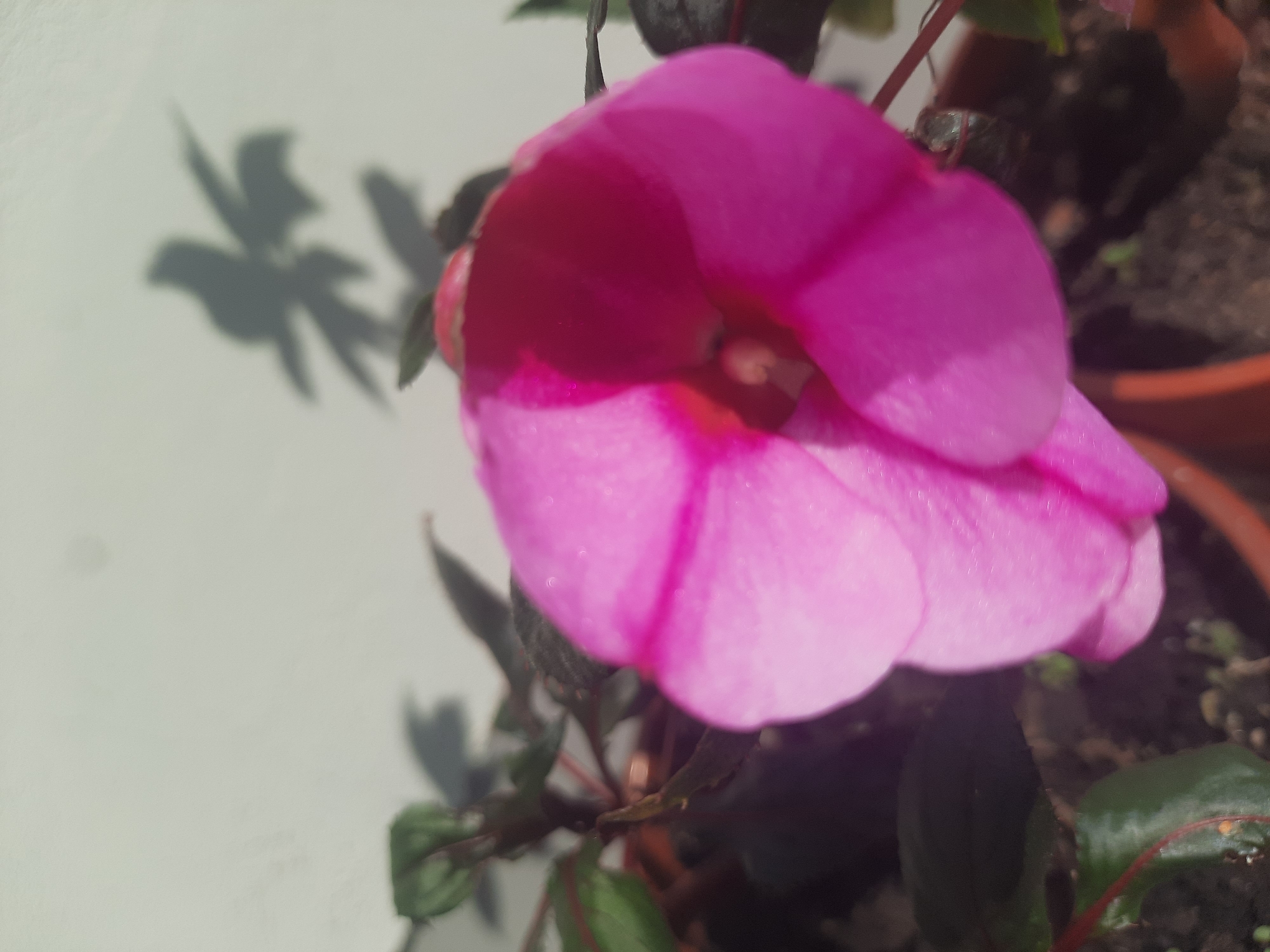 The image is a close-up, slightly blurred photograph of a bright pink flower in a terracotta pot. The flower, which appears to be an Impatiens, is in focus in the foreground, with its petals unfurling. Behind the flower, out of focus, are dark green leaves and stems. The background is a plain, light-colored wall, upon which the shadow of a plant with lobed leaves is cast. The lighting suggests it is daytime, possibly outdoors or near a window. There are no people or specific landmarks to indicate a precise location within the city of Shklow, Belarus. The scene appears to be a domestic or garden setting.