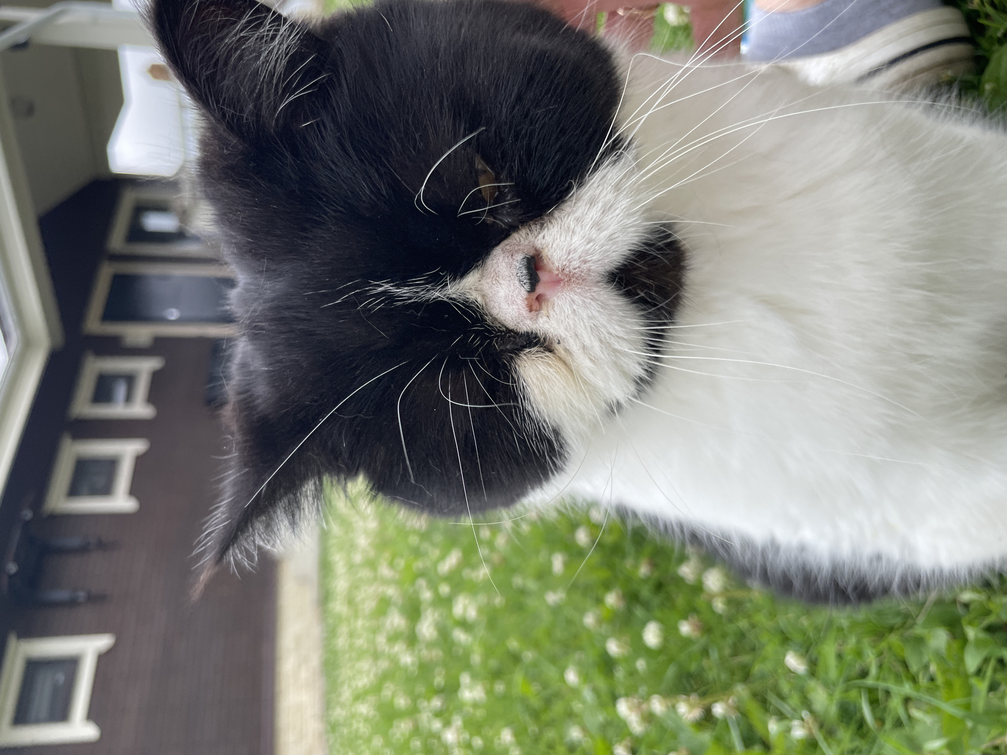 An extreme close-up shot focuses on the face of a black and white cat outdoors. The cat's fur is predominantly white on its chest and muzzle, transitioning to black on its head and ears. The cat's eyes are partially closed, with one eye showing a hint of amber. Its nose is a soft pink, and long white whiskers extend from its muzzle. The cat is positioned in a grassy area dotted with small white flowers. In the background, a brown building with white-trimmed windows is visible, suggesting a residential setting. The image is set in the city of Solov'evka, Russia.