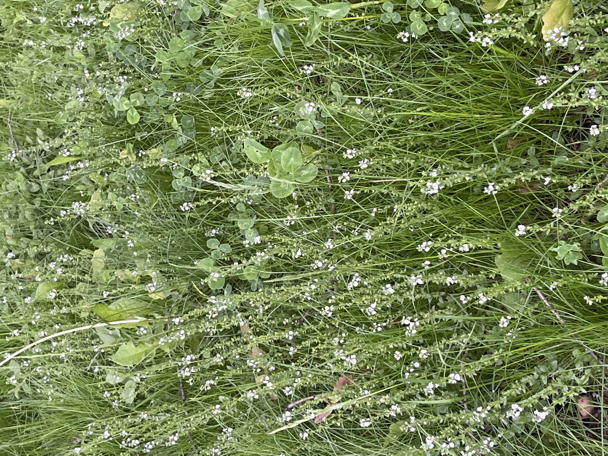 The image shows a patch of green grass interspersed with clover and small white flowers. It appears to be ground level shot in an outdoor setting. There are no people or animals visible. There's no information available to determine if the location is Saint Petersburg, Russia.