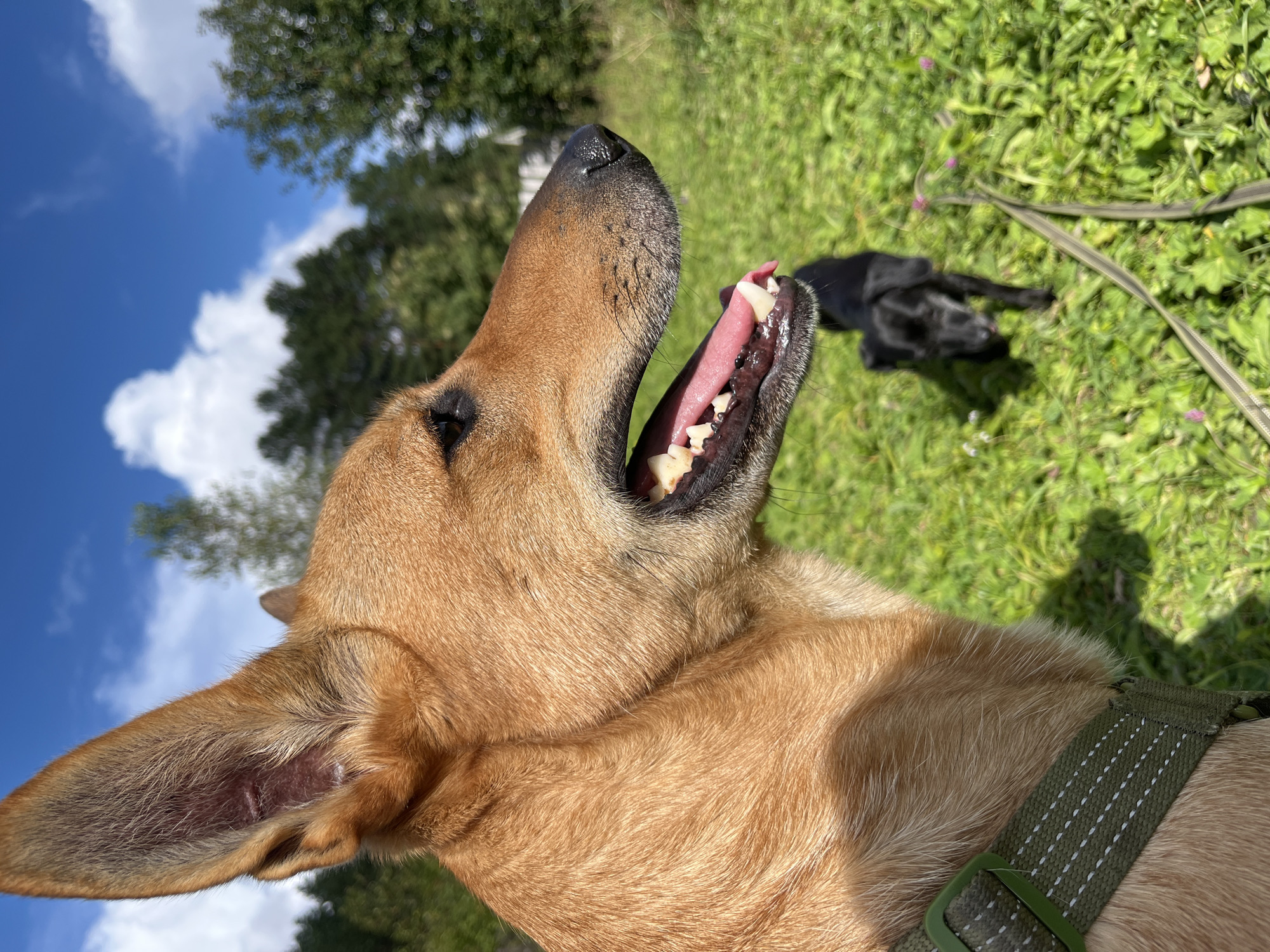 An eye-level, medium shot captures a tan dog in the foreground, its head turned to the right, panting with its mouth open and tongue visible. The dog wears a green collar. In the blurred background, a small black dog stands in a grassy field under a blue sky with scattered white clouds. Trees form a line in the distance. The scene is an outdoor environment, likely a park or natural area, within the city of Nizhny Tagil, Russia, on a sunny day.