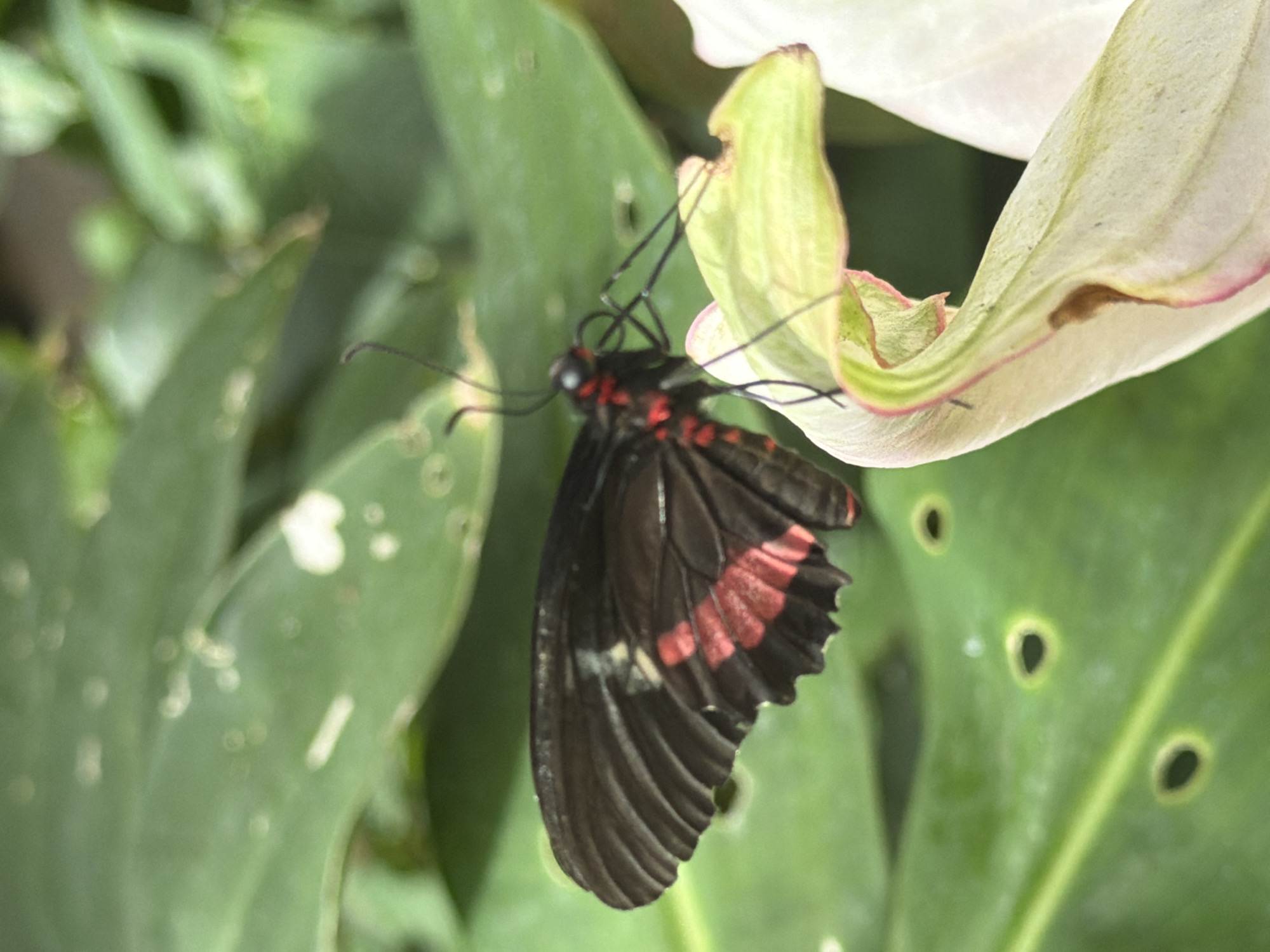 A black butterfly with red markings on its wings rests on a pale green and pink flower petal. The butterfly's body is black with some red accents on its head and thorax. Its wings are spread slightly, revealing the intricate patterns. The flower petal is delicate and curved, with a subtle pink edge. The background consists of out-of-focus green leaves, suggesting a natural, possibly garden, setting. The image is a close-up shot, highlighting the details of the butterfly and flower. There are no people or any indications of the city of Icod De Los Vinos, Spain.