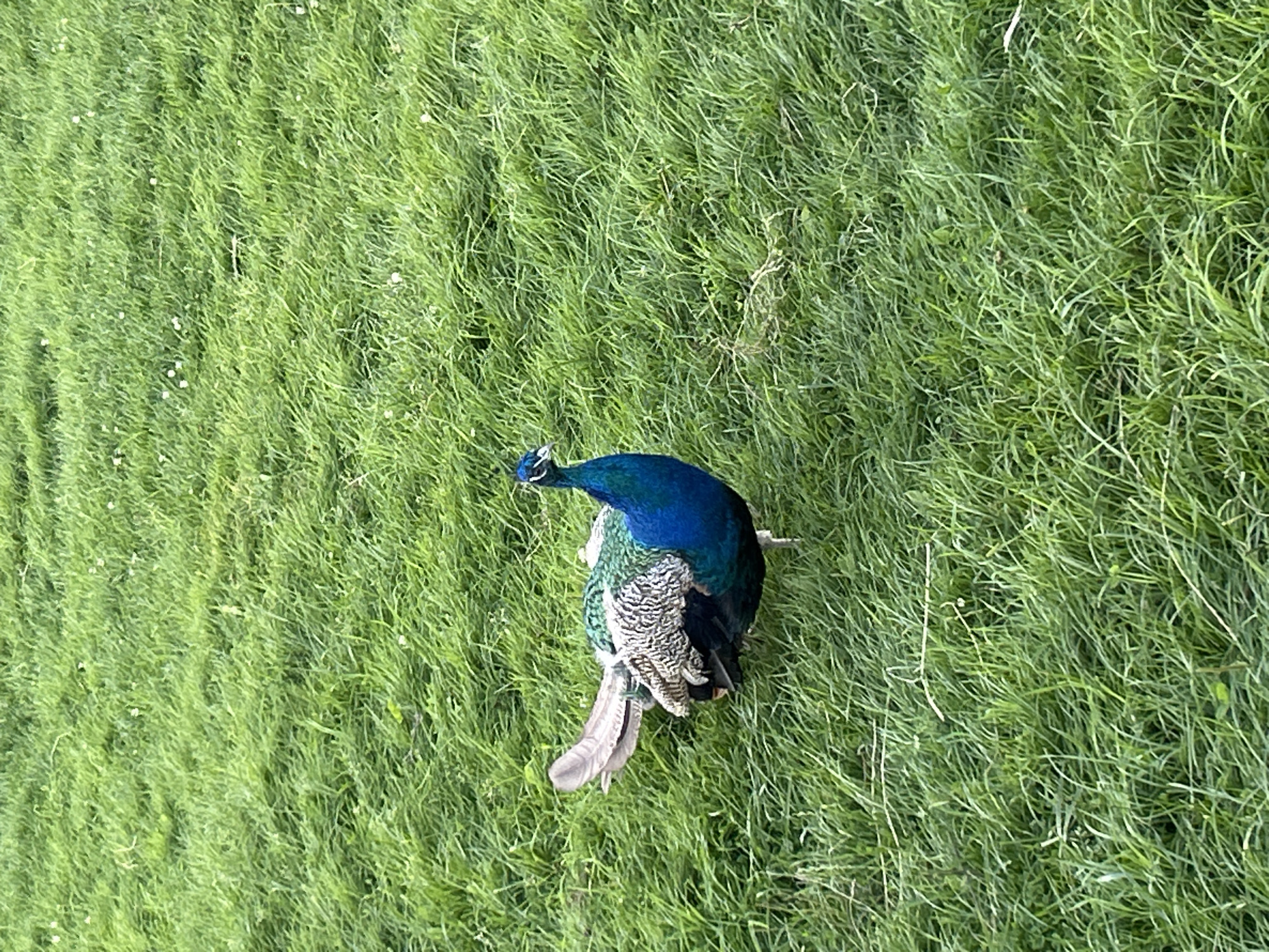 A peacock stands on a grassy field in Romashkovo, Russia. The peacock is facing right, with its blue and green iridescent feathers visible. Its tail is partially fanned out, showing a muted brown color. The background consists of lush green grass, with some small white flowers scattered throughout. The lighting suggests it is daytime, possibly late afternoon due to the soft illumination.