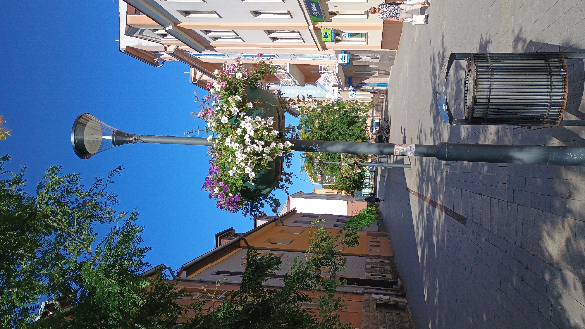 The image captures a sunny day on a pedestrian street in Sokolov, Czechia. A prominent street lamp with a large hanging planter filled with purple and white flowers stands in the foreground, slightly off-center to the right. The street is paved with gray interlocking stones, and a dark, narrow strip runs down the center, possibly indicating a drainage channel or a change in paving material.
On the left side of the street, several multi-story buildings are visible. The closest building has a reddish-orange facade with darker stone accents at its base and a green-tinted window. Further down, buildings are painted in shades of yellow, light orange, and white. Green trees with dense foliage overhang the sidewalk in the foreground, casting shadows.
On the right side of the street, the buildings have lighter facades, predominantly white and cream, with balconies on the upper floors. Several businesses are visible, including "Fio banka" signage. A woman in a patterned shirt and light-colored pants, carrying a white shopping bag, walks away from the camera on the right sidewalk. Further down the street, other pedestrians are visible in the distance.
A dark metal trash receptacle with a slatted design is positioned near the street lamp on the right. The sky is a clear, vibrant blue, indicating fair weather. The overall scene depicts a well-maintained urban street, likely a commercial or residential area, with floral decorations enhancing the ambiance.