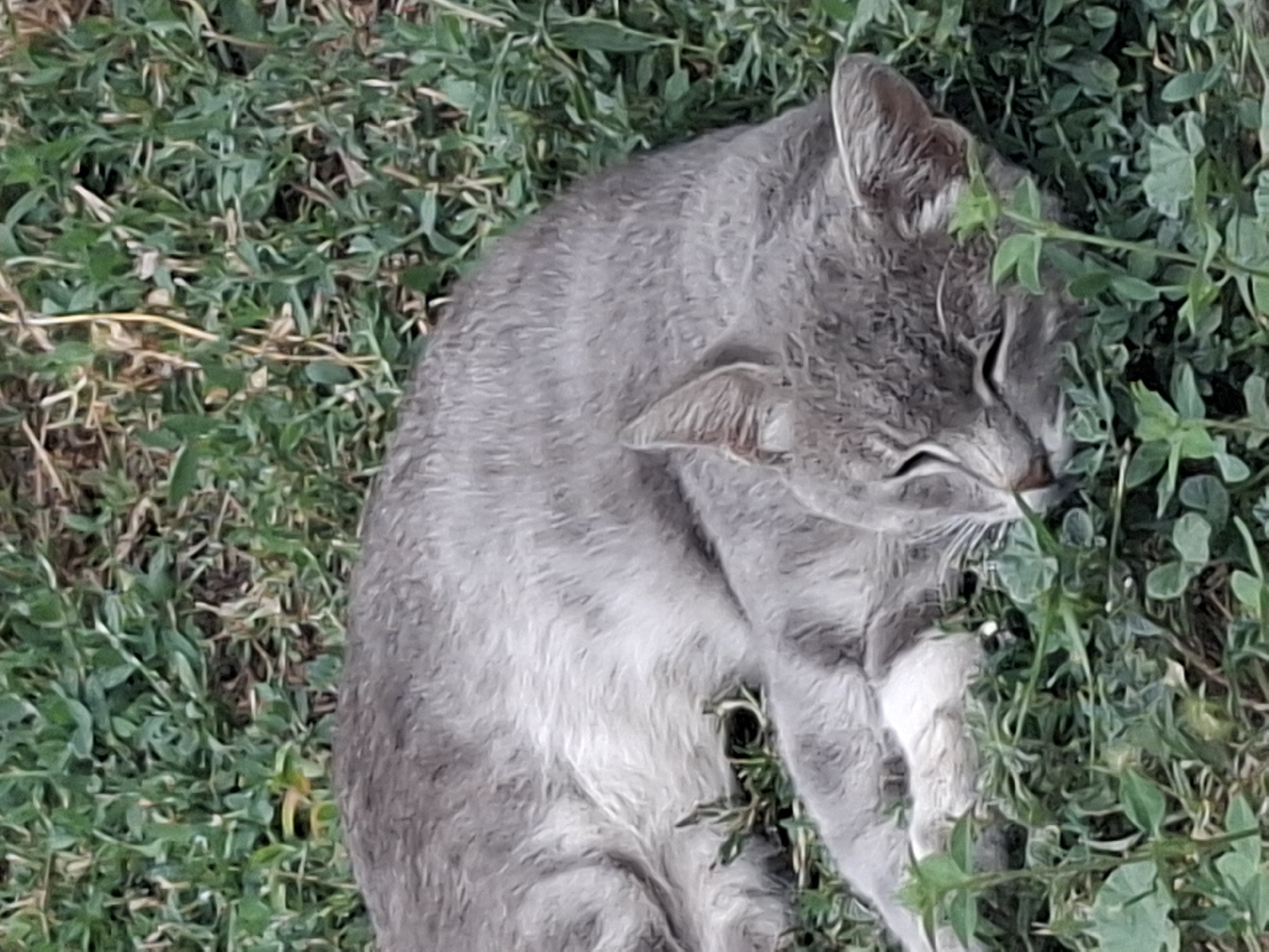 A medium-shot, eye-level, vertical photograph shows a light gray tabby cat sleeping curled up in a patch of green grass and weeds. The cat is on its side with its head tucked into its body. Its eyes are closed, and its ears are relaxed. The grass and weeds are a mixture of different shades of green, with some dry brown blades interspersed. The lighting suggests it is daytime, likely outdoors. The image does not contain any elements that would suggest a specific location within Almaty, Kazakhstan.
